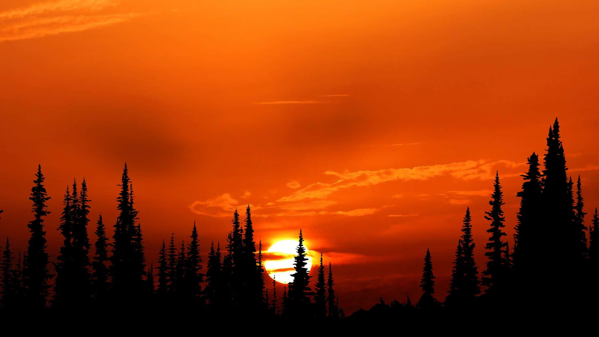 Orange Sunset 桌布 壁紙 — 火熱的橙色日落映襯著剪影般的松樹，背景是戲劇性的天空。