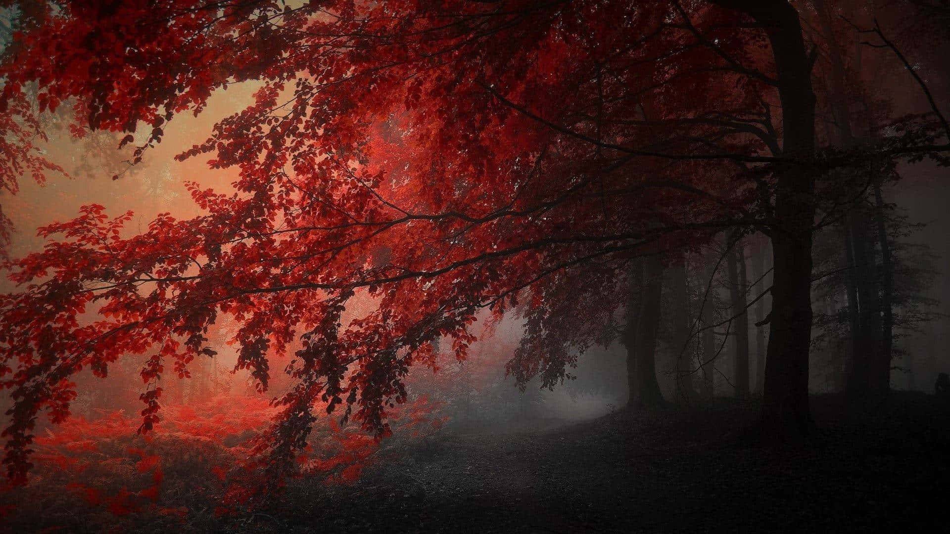 火紅秋樹林路暗紅色調 壁紙 — 鮮豔的紅葉在柔和晨光下，於霧氣瀰漫的森林地面上閃耀。