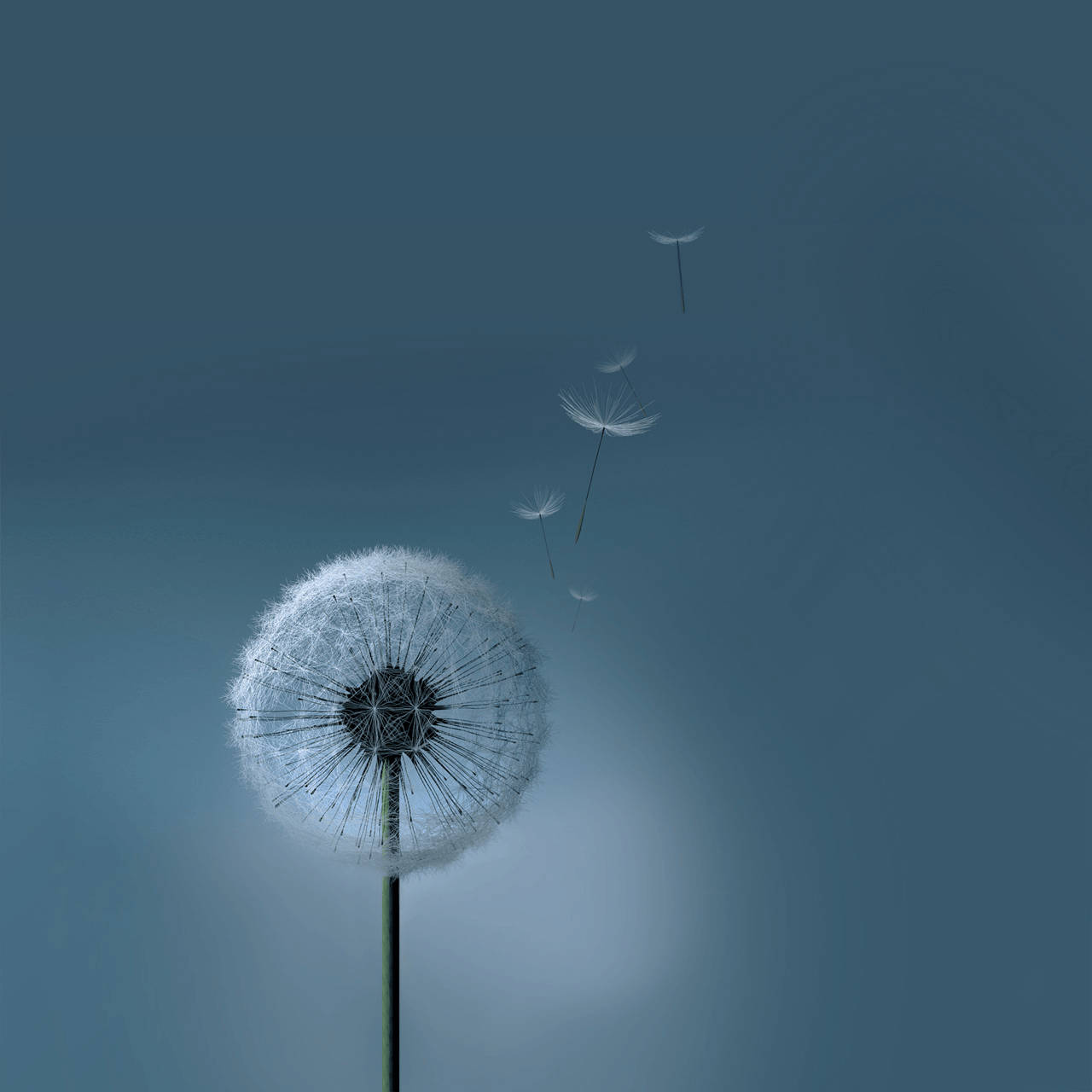 蒲公英將種子釋放到藍色天空
