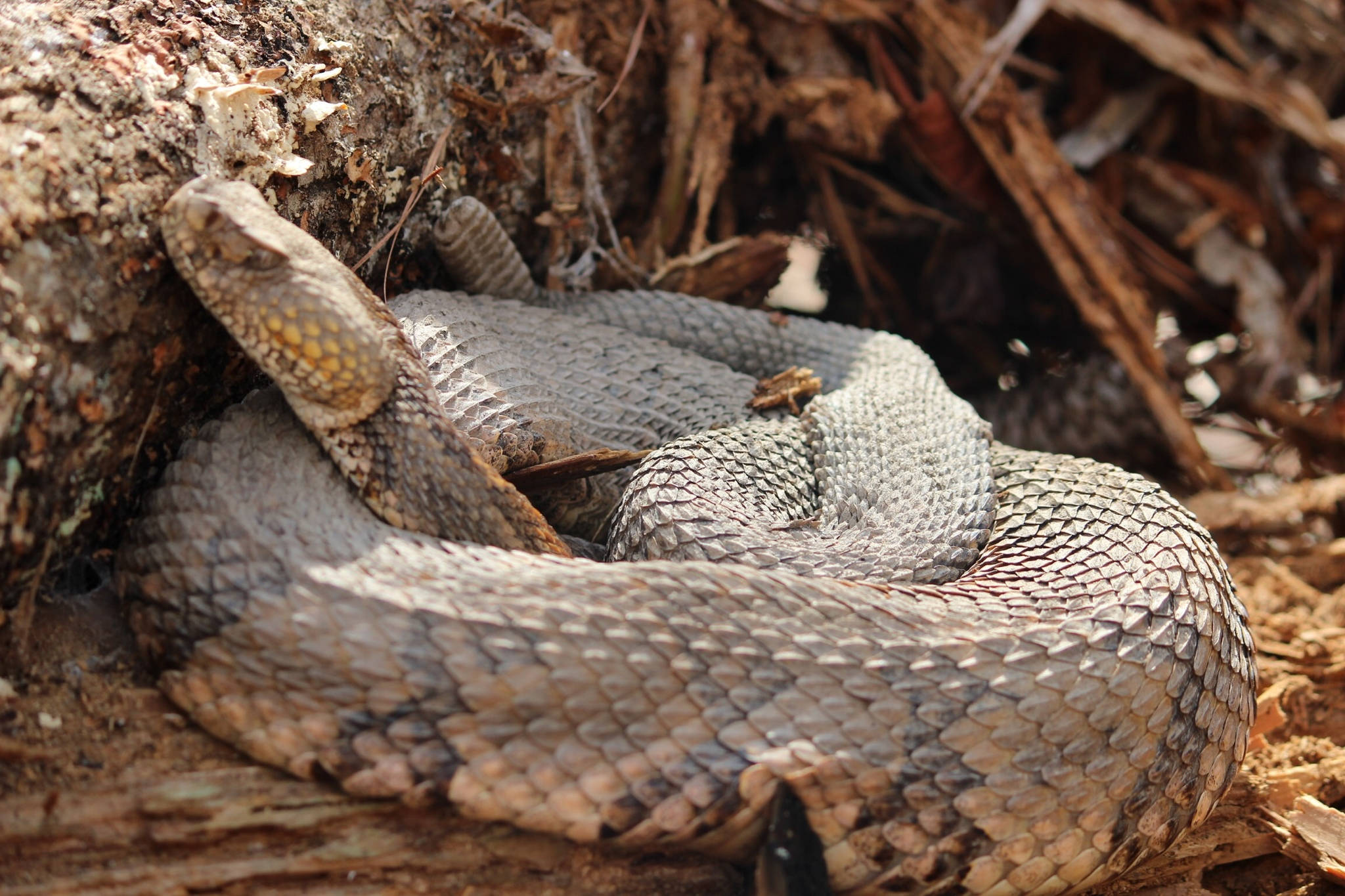 灰桃色 Timber Rattler 蛇 壁紙 — 一條盤繞的響尾蛇，帶有紋理鱗片，在自然日光下偽裝在乾木和樹皮之間休息。