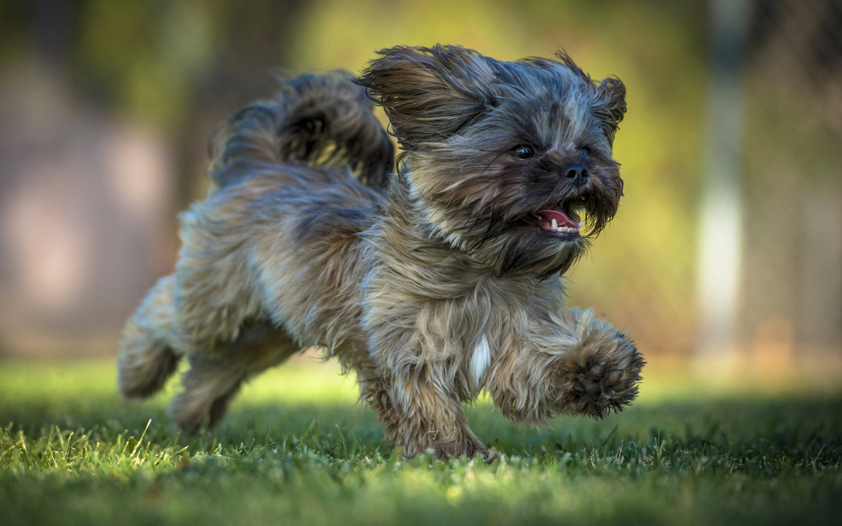 灰毛約克夏幼犬奔跑自由 壁紙 — 一隻毛茸茸嘅西施犬BB喺陽光普照嘅草地上開心奔跑，風吹亂佢嘅毛，伸出舌頭，充滿喜悅。