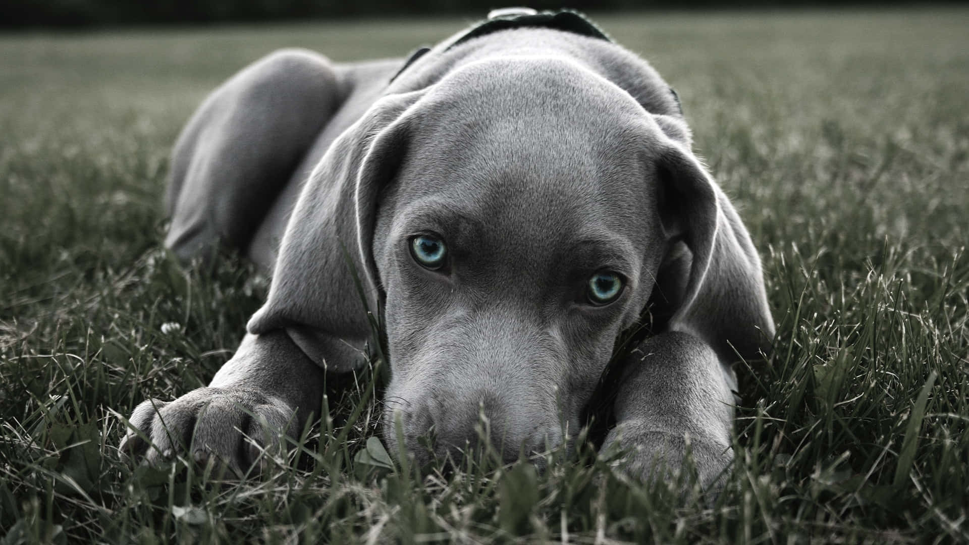 灰毛美國鬥牛犬幼犬圖片 壁紙 — 一隻擁有引人注目藍眼睛的威瑪獵犬幼犬警覺地躺在草地上，專注地凝視著相機。