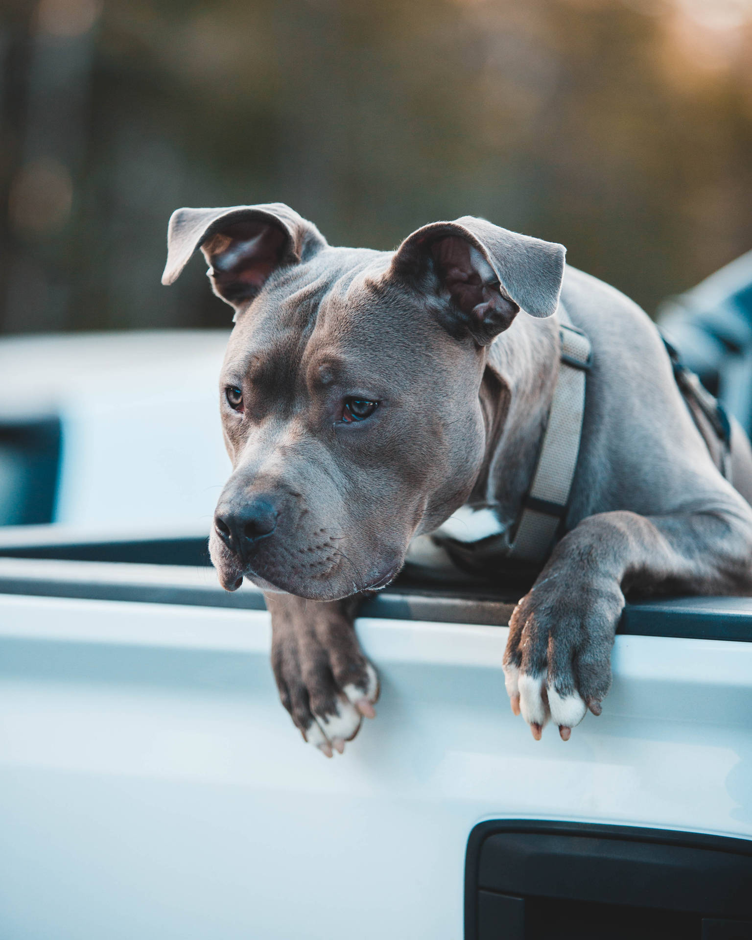 灰色比特犬，白色爪子，頭擱在白色貨車車斗上