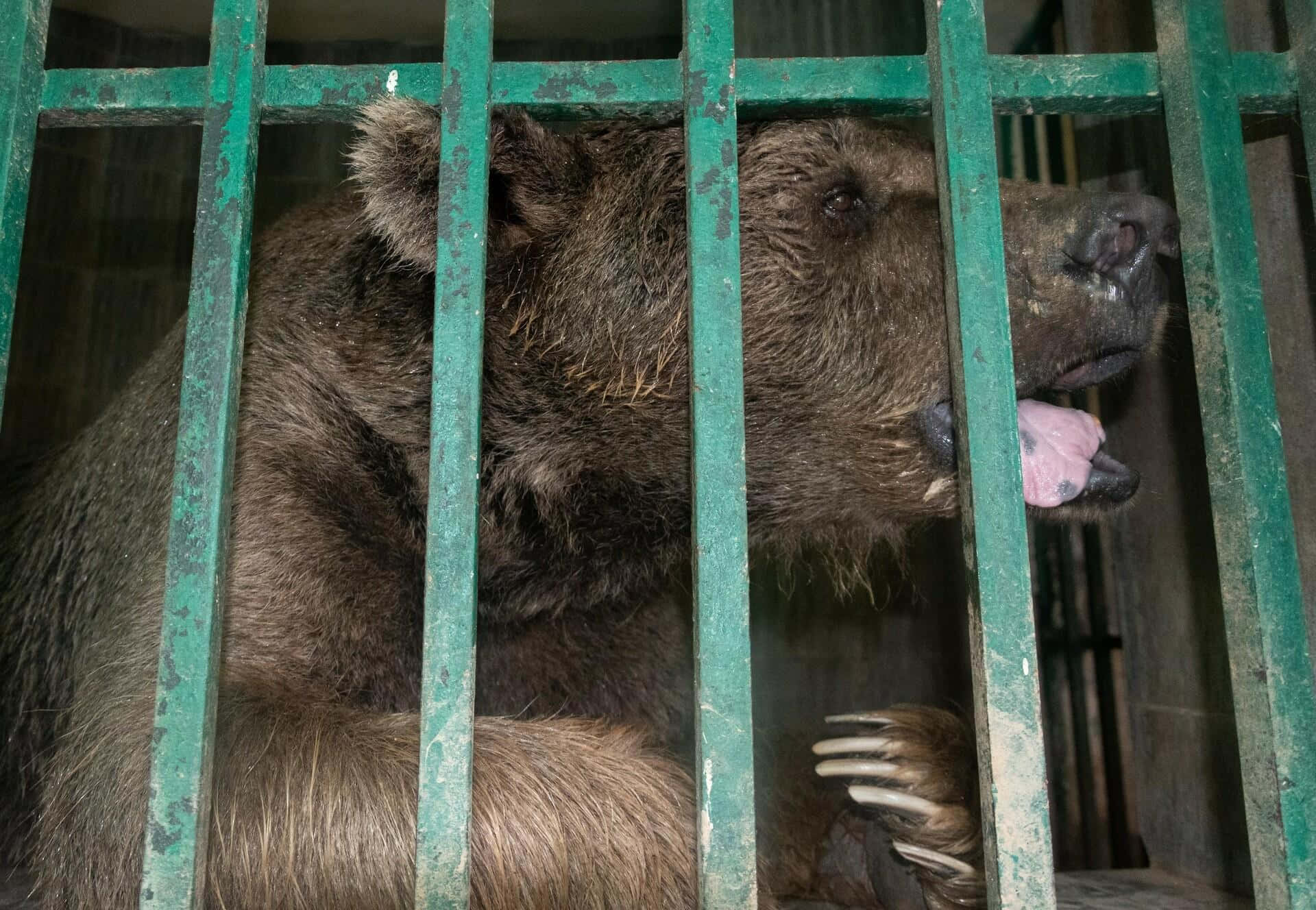 動物園圍欄內綠色金屬欄杆後方的一隻棕熊。