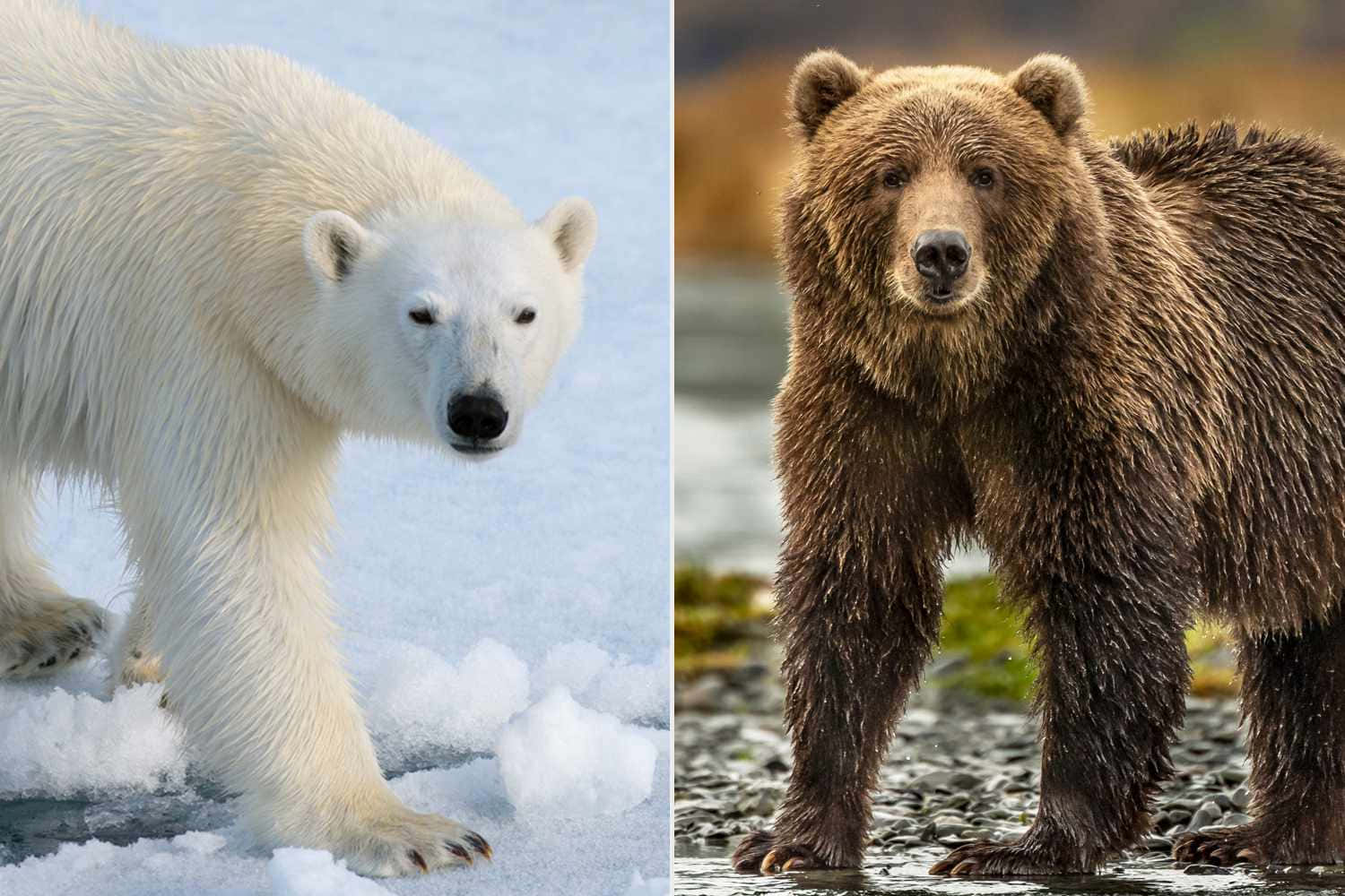 灰熊在壯麗的野外風景中悠然漫步 壁紙 — 北極熊在雪冰中行走，而棕熊在岩石海岸上警覺地站立。