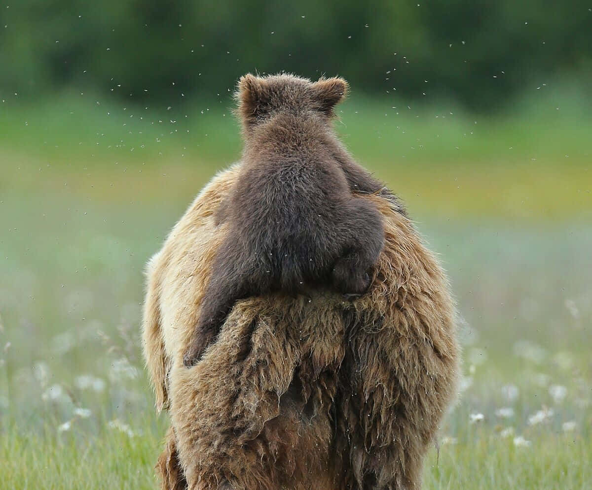 在雨中的草地上，小熊騎在媽媽的背上。