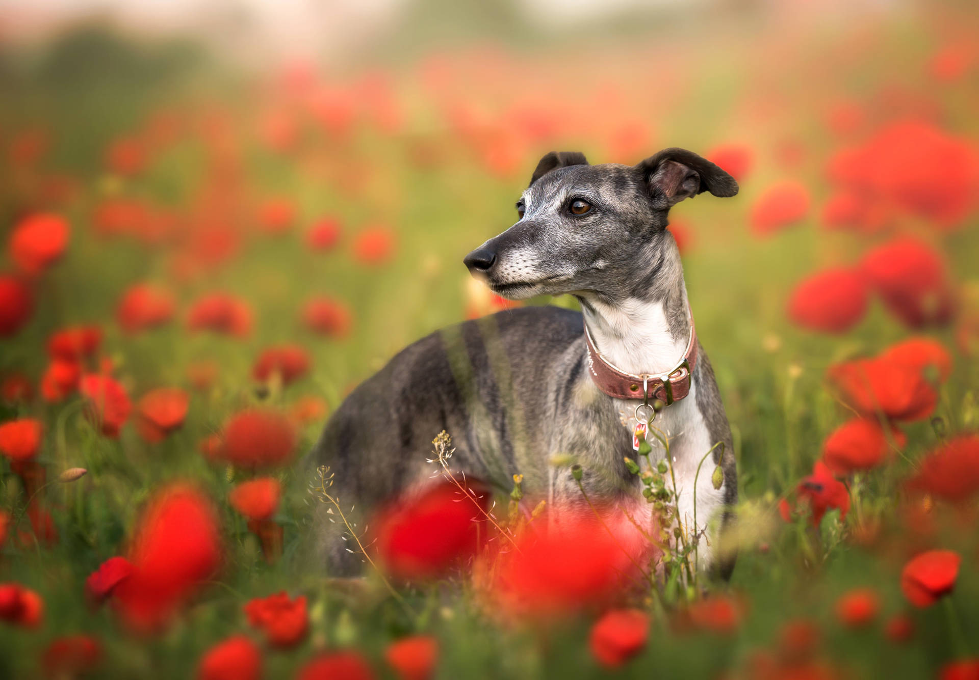 灰白色惠比特犬坐在紅色罌粟花田裡。