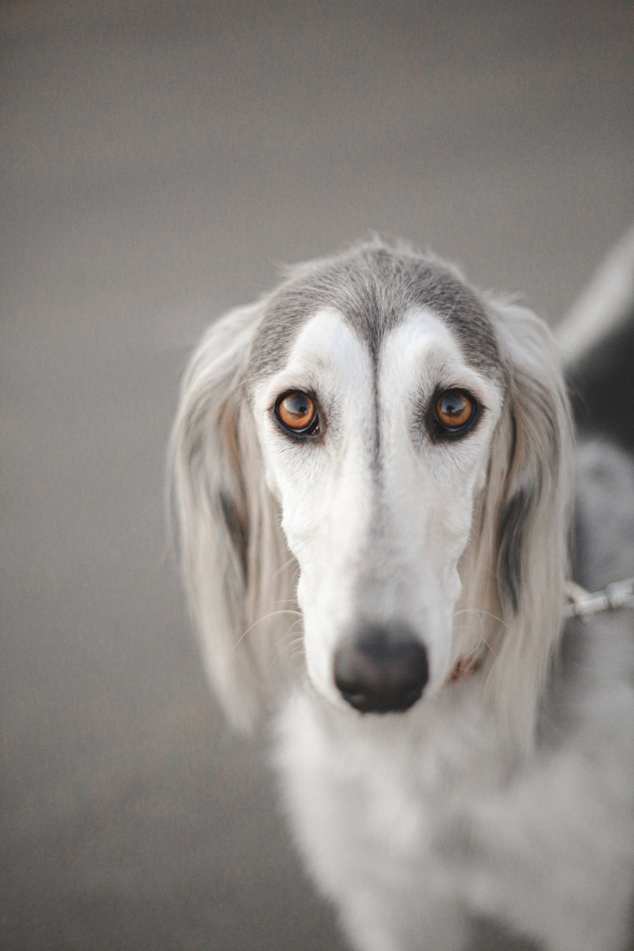 一隻優雅的阿富汗獵犬，擁有長而絲滑的毛髮和溫暖的琥珀色眼睛的特寫肖像。 — 灰狗 壁紙