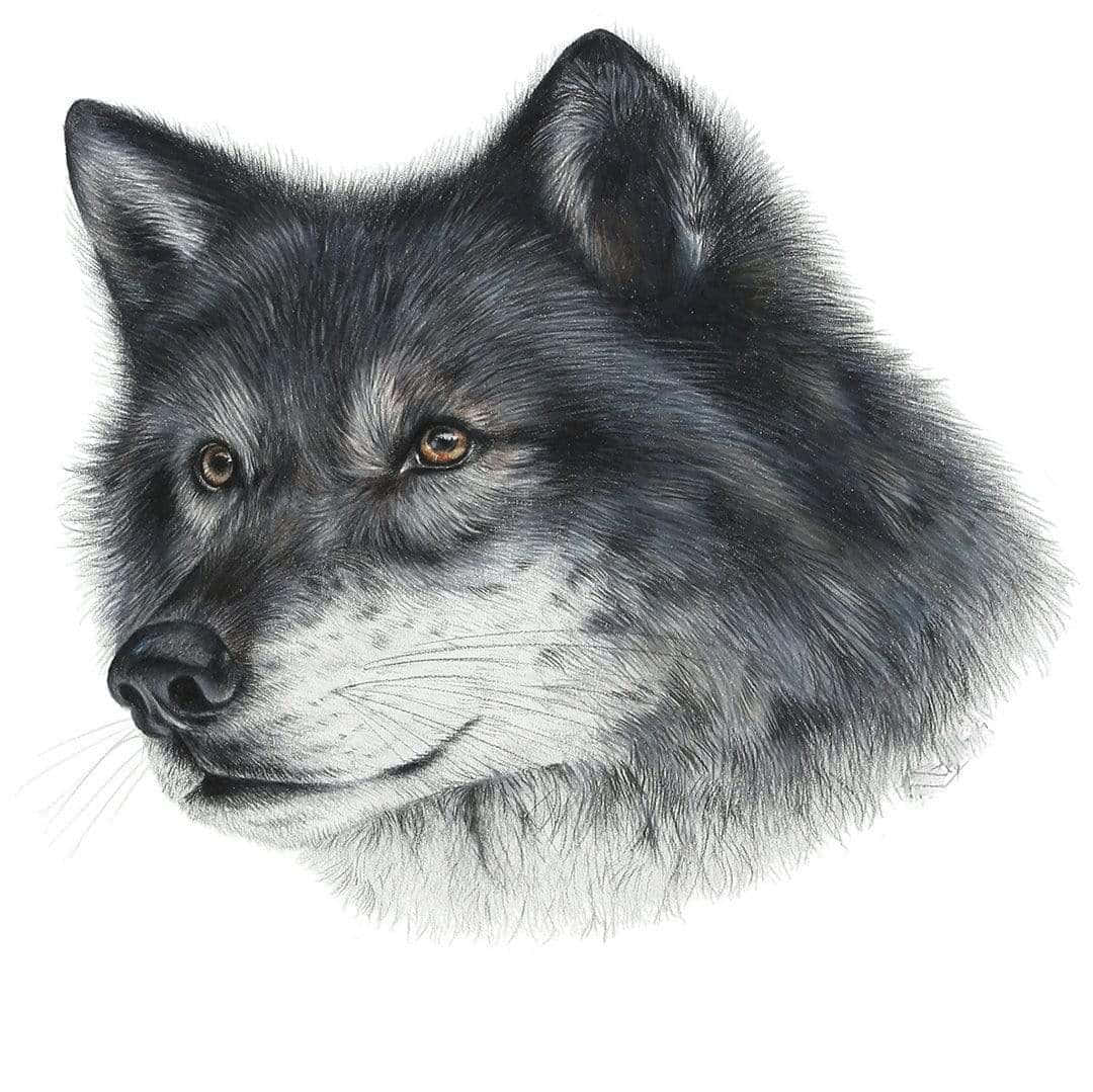 Wolf Art 桌布 壁紙 — 灰狼頭部的詳細插圖，具有銳利的琥珀色眼睛和口鼻周圍柔軟的白色毛髮。