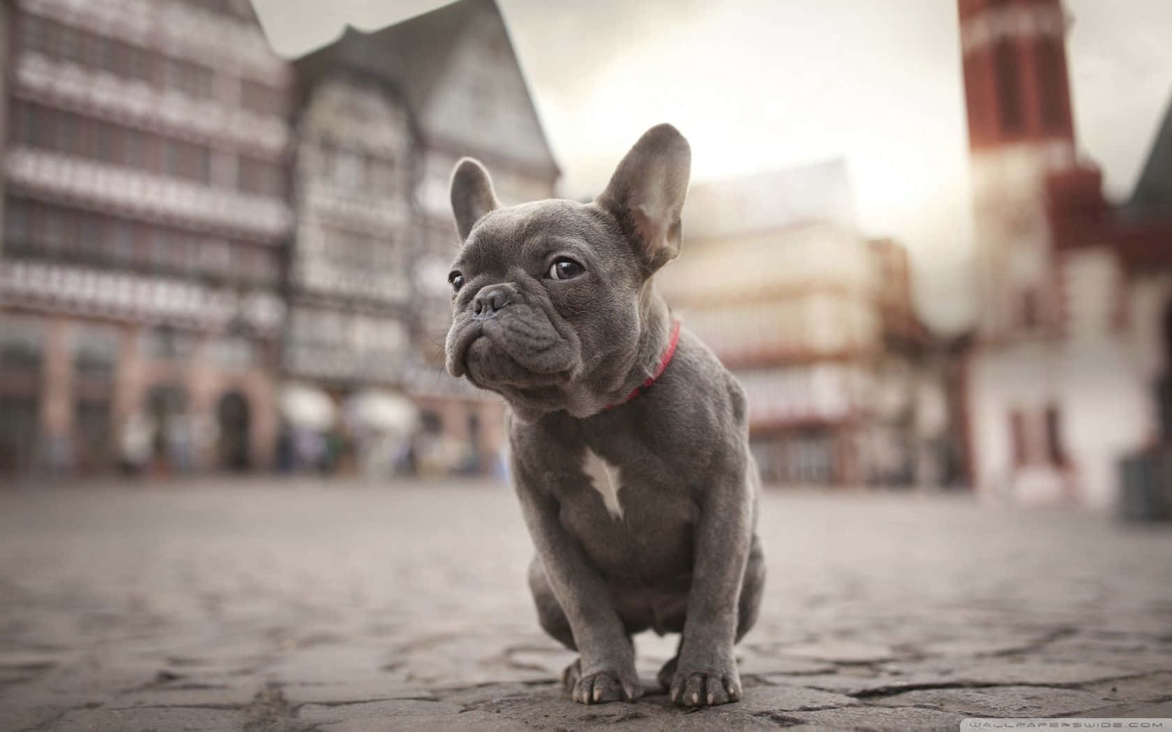 灰色毛髮鬥牛犬幼犬圖 壁紙 — 一隻灰色法國鬥牛犬，胸前有白色斑塊，專注地坐在歷史悠久的半木結構建築前的鵝卵石街道上。
