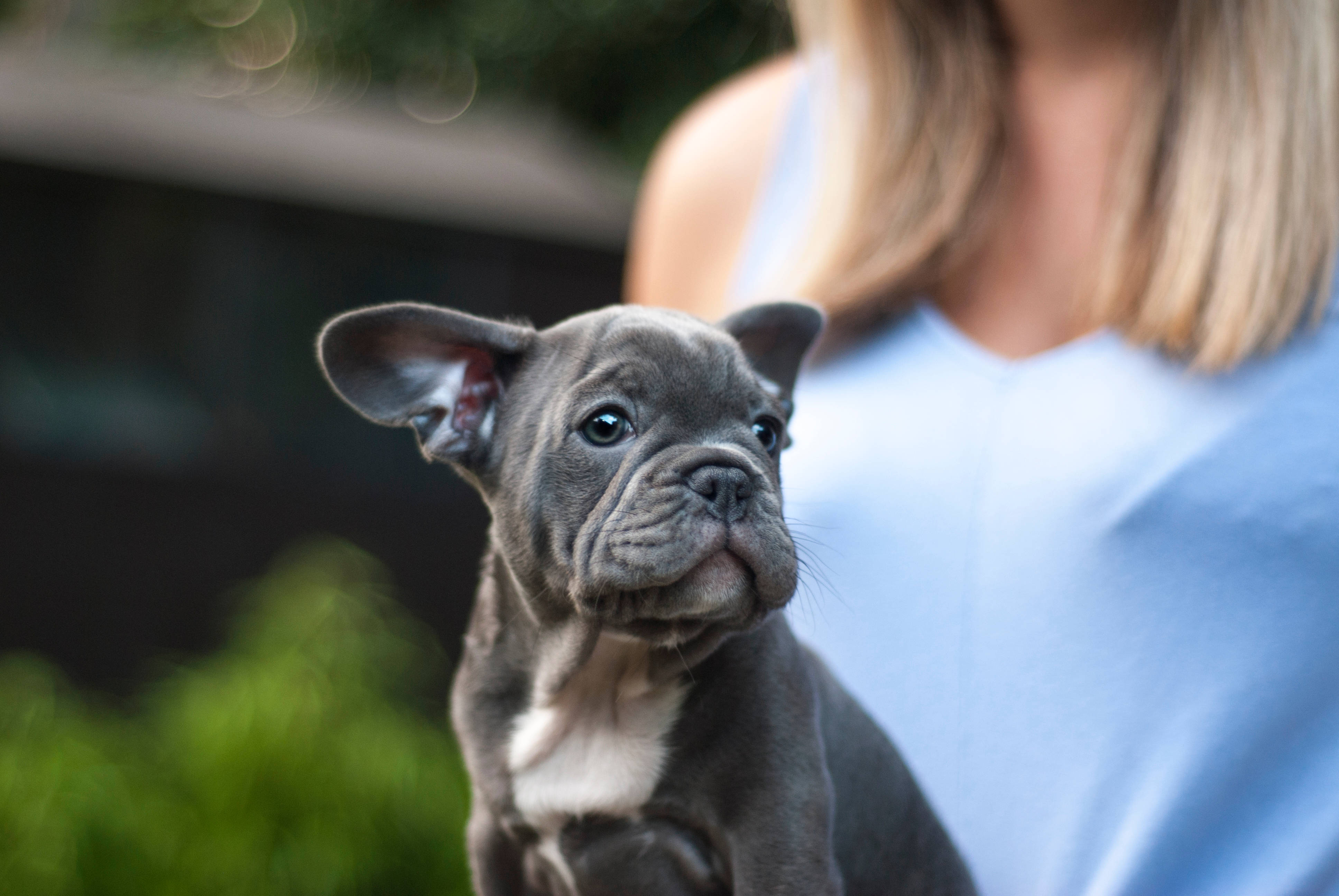 灰色波士頓梗幼犬 壁紙 — 一隻藍色法國鬥牛犬幼犬，大眼睛，被一位身穿淺藍色上衣的人抱著，背景是模糊的綠色戶外環境。