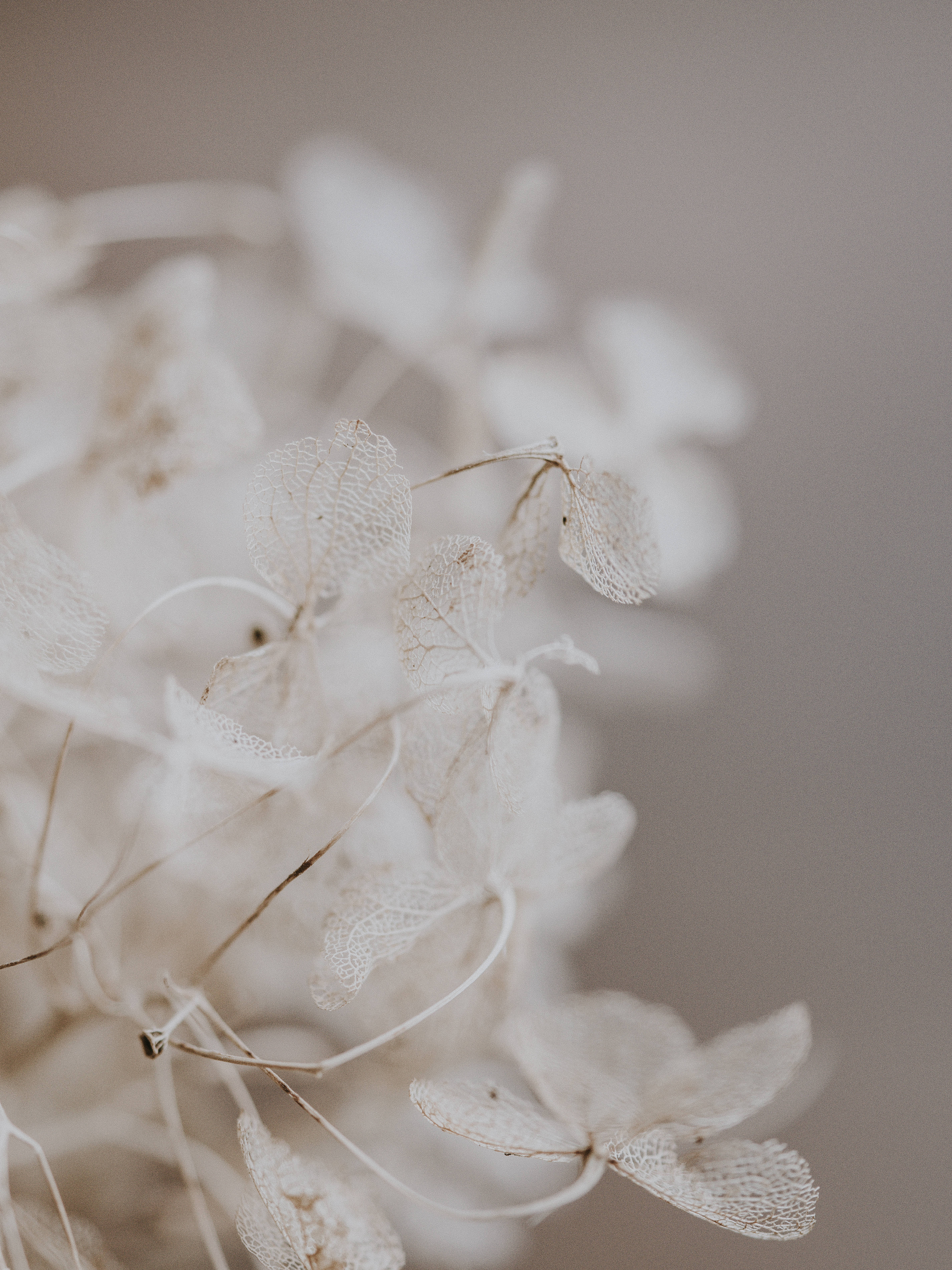 灰色背景上的白色美學花朵 壁紙 — 細緻的乾燥繡球花瓣，帶有複雜的葉脈圖案，在柔和的米色背景上輕輕模糊。