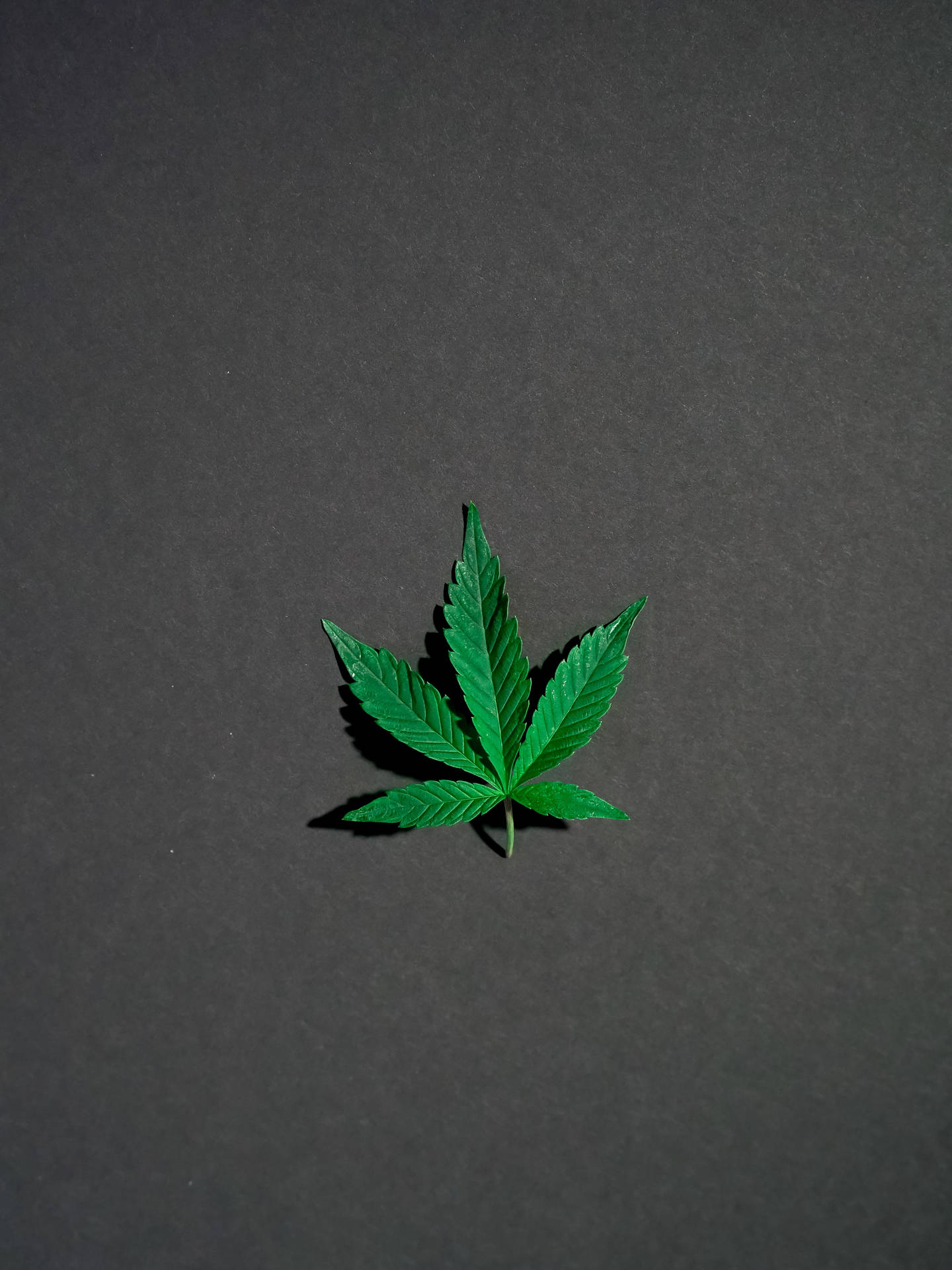 深灰色背景上的一片綠色大麻葉。