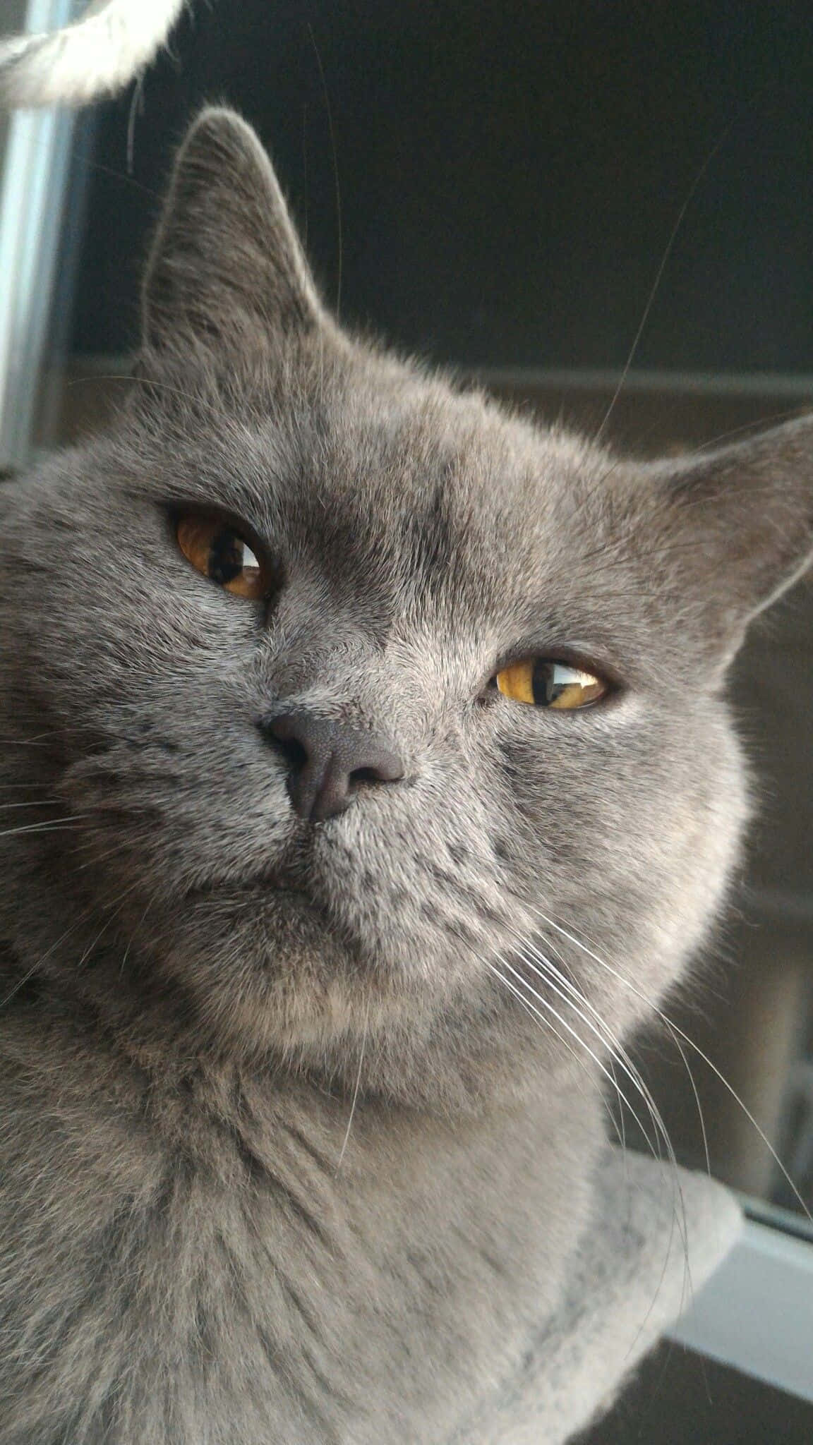 Chartreux 桌布 壁紙 — 灰色英國短毛貓嘅特寫，琥珀色眼睛喺室內平靜咁望住鏡頭。