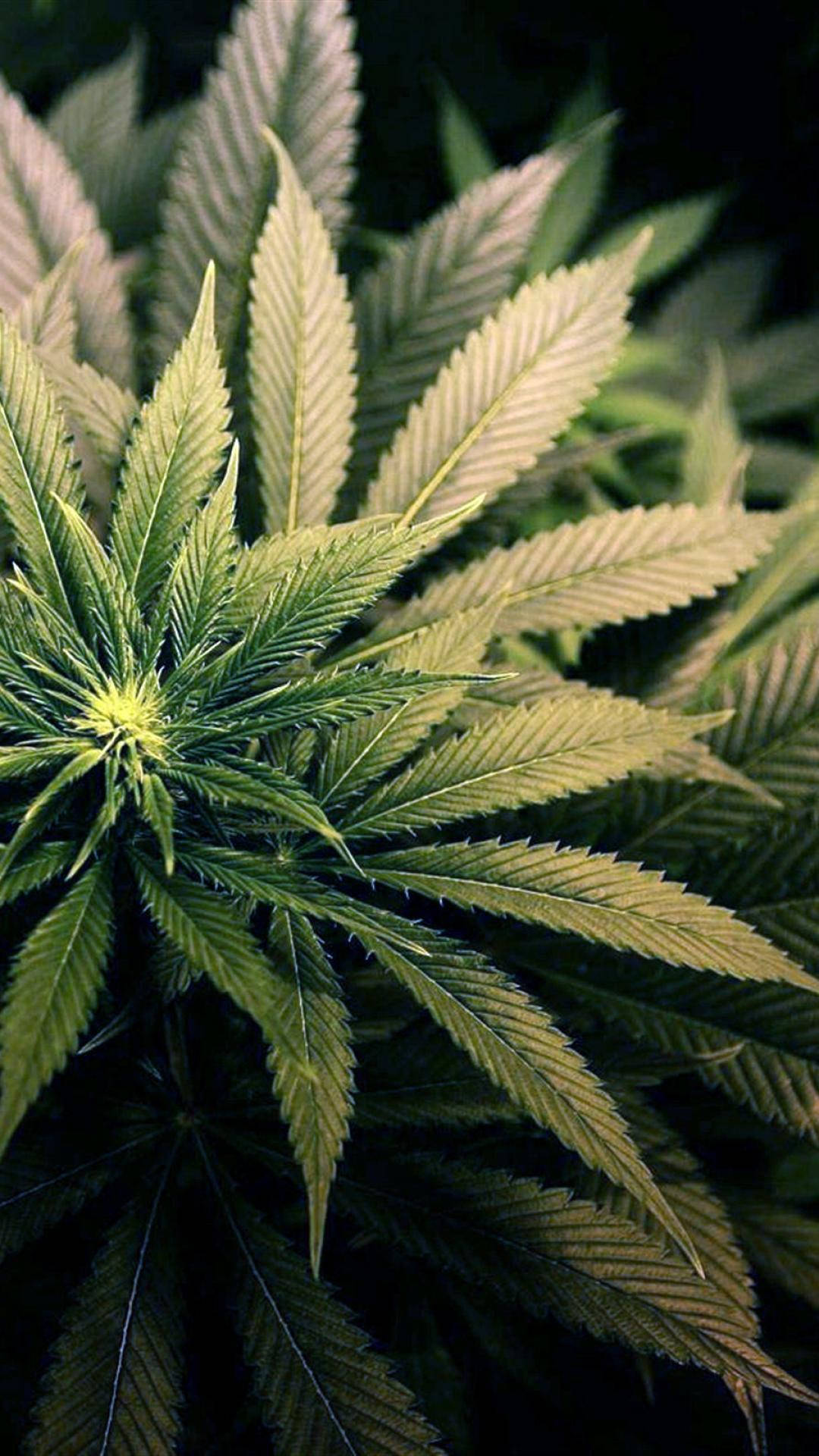 自然環境中帶有鋸齒狀葉片的鮮綠色大麻植物。