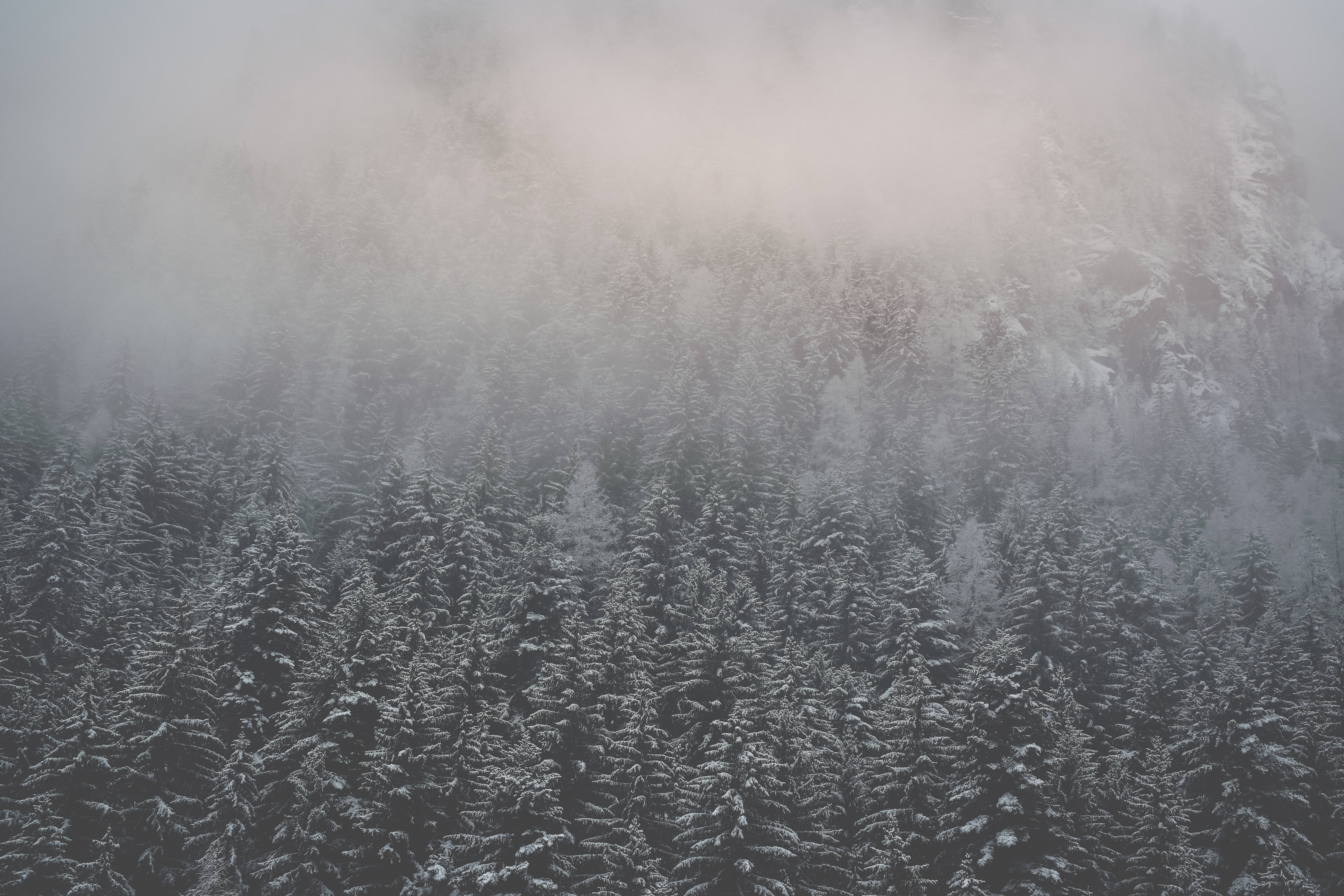 灰調寧靜霧林 壁紙 — 白雪覆蓋茂密的常綠樹，薄霧在寂靜的冬日場景中繚繞於山脊之上。