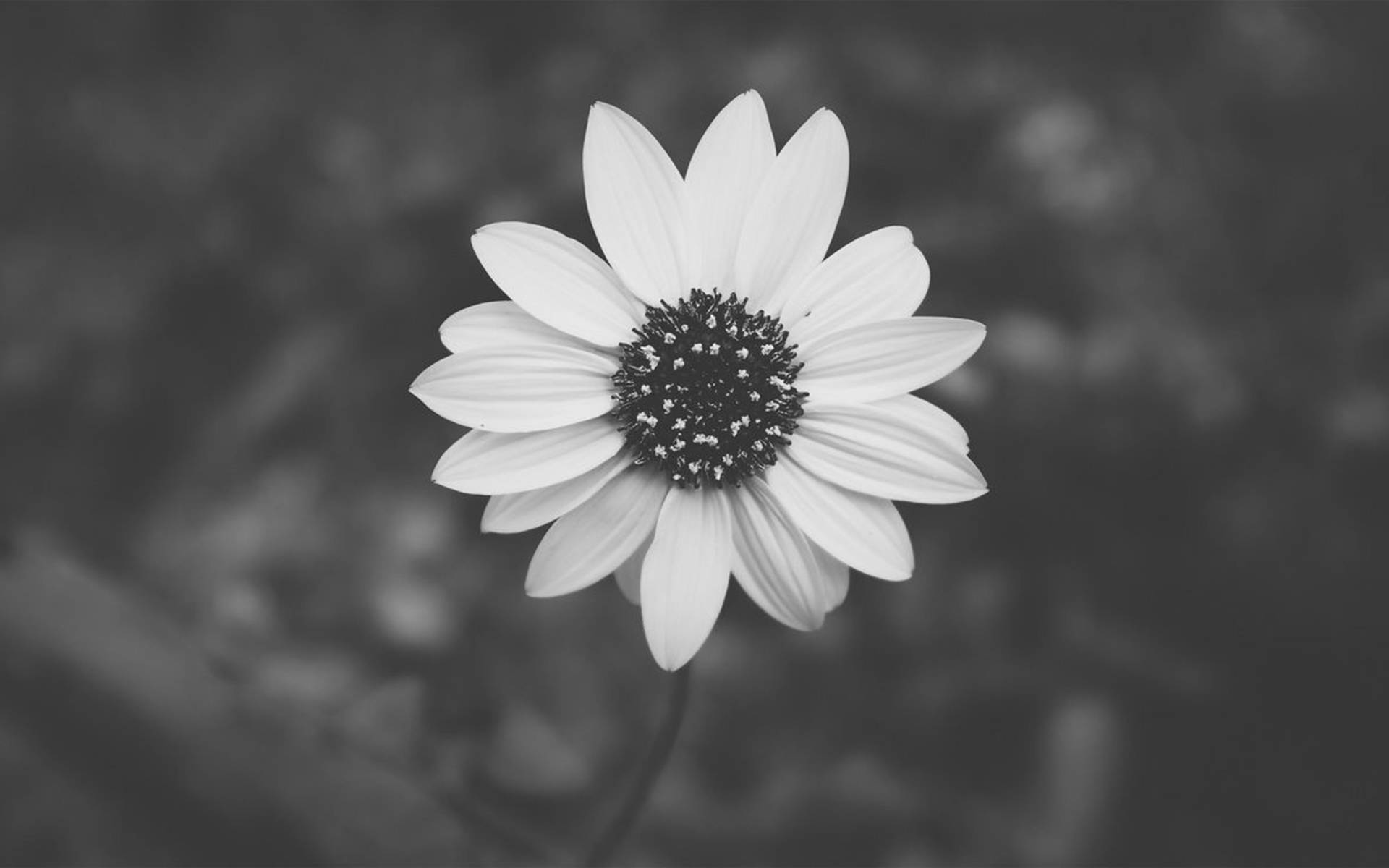 灰調雛菊 壁紙 — 一朵白色雛菊，花心深色，在模糊的灰階背景上柔和地綻放。