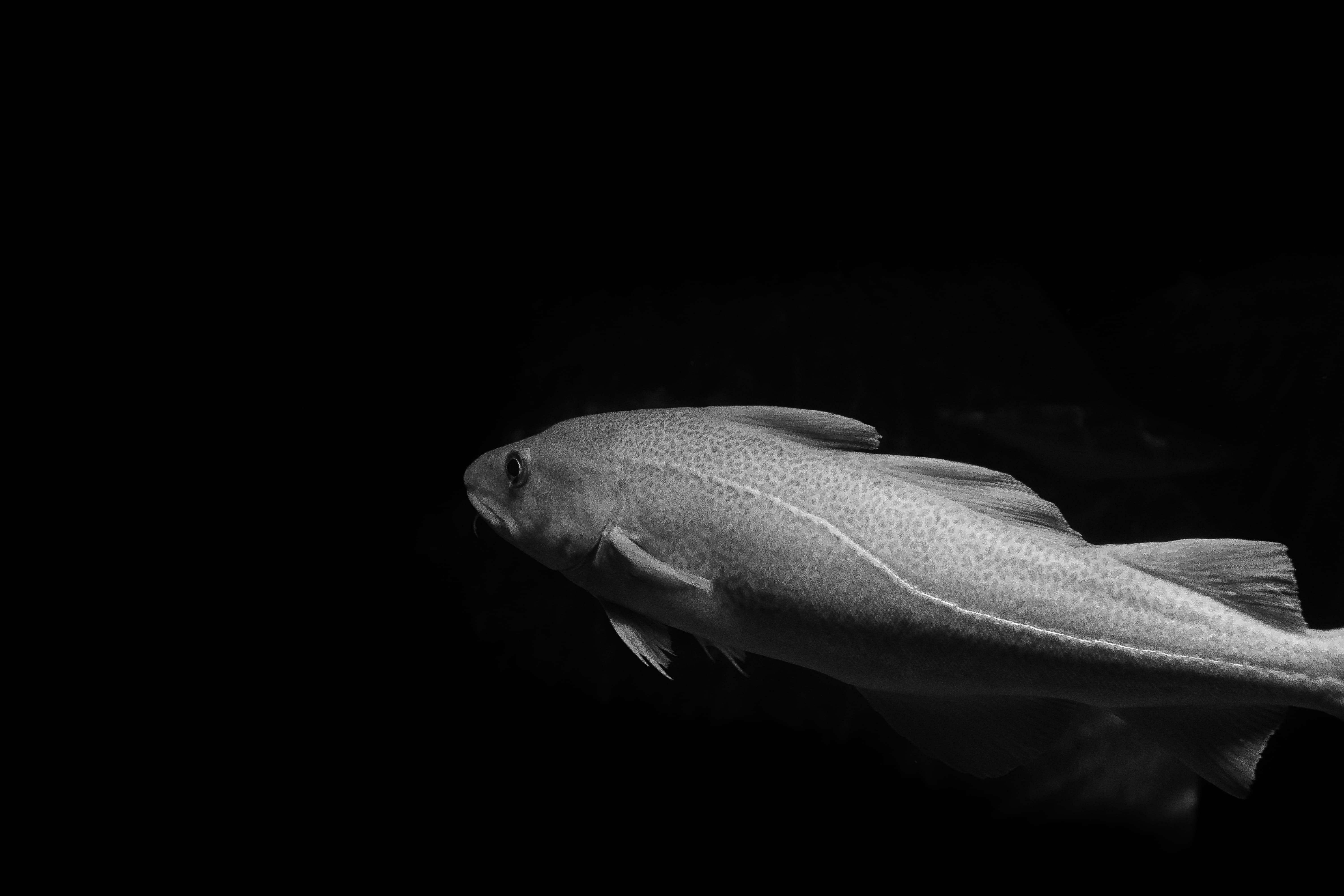 灰階_cod魚 壁紙 — 一條單色鱈魚在深沉的黑暗中滑行，帶有紋理的鱗片捕捉到微妙的光線。