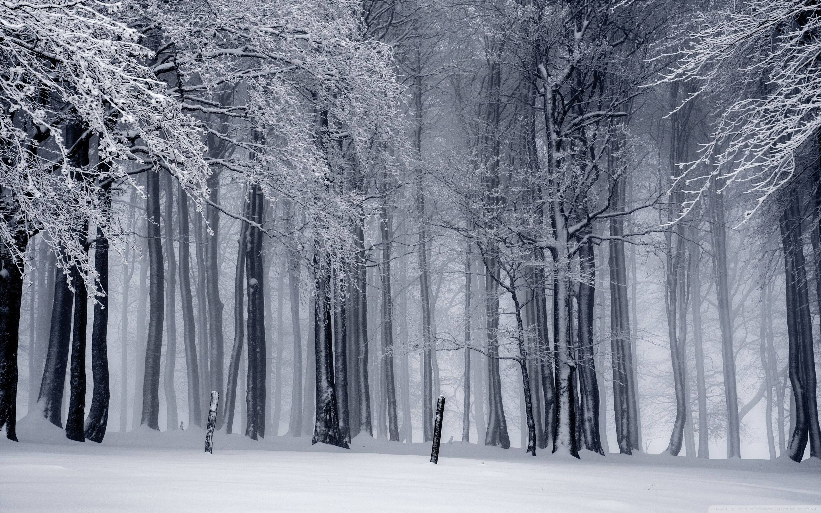灰階森林冬日風景 壁紙 — 寧靜的冬季森林，白雪覆蓋的樹木，在柔和日光下瀰漫著霧氣。
