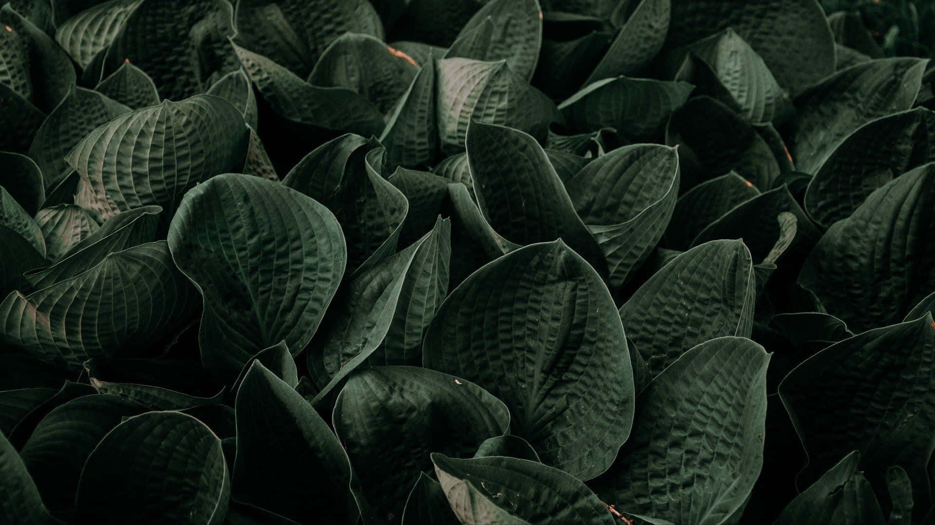 灰階綠植美學 壁紙 — 茂密深綠色玉簪葉的特寫，葉脈錯綜複雜，光線柔和陰暗。