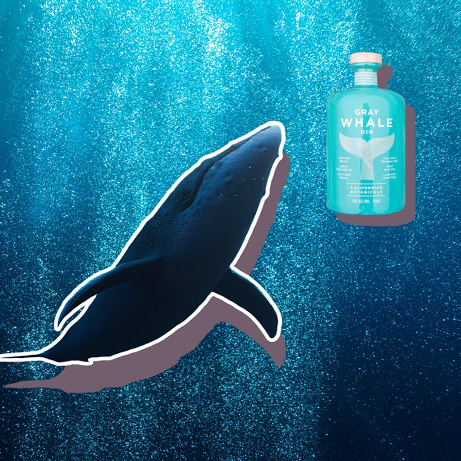 灰鯨琴酒酒精 壁紙 — 一條灰鯨喺Gray Whale Gin酒樽旁邊優雅咁游水，周圍係閃閃發光嘅藍色海水。