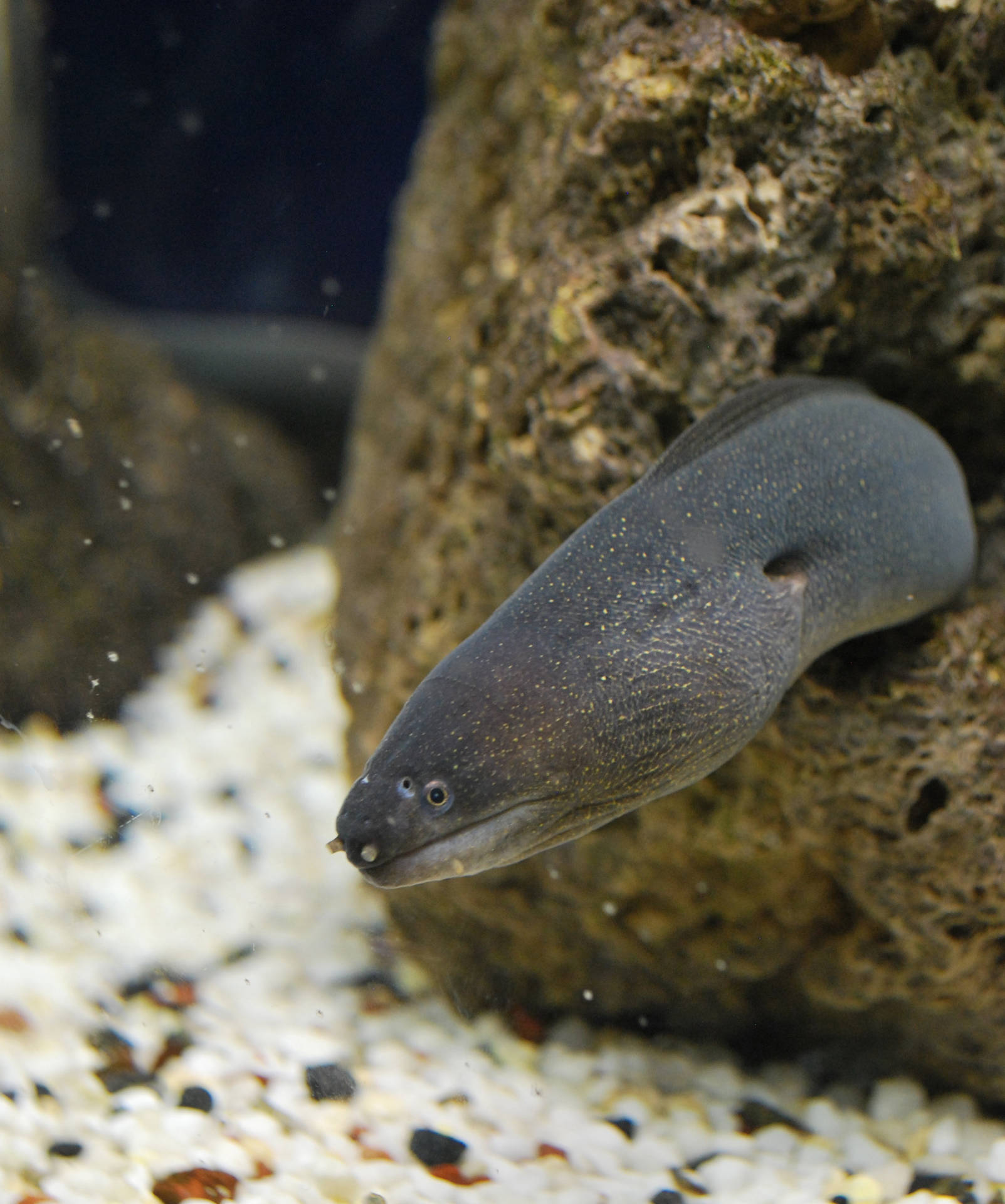 一條深灰色、皮膚有斑點嘅裸胸鱔，喺水族箱嘅岩石中探出頭嚟。