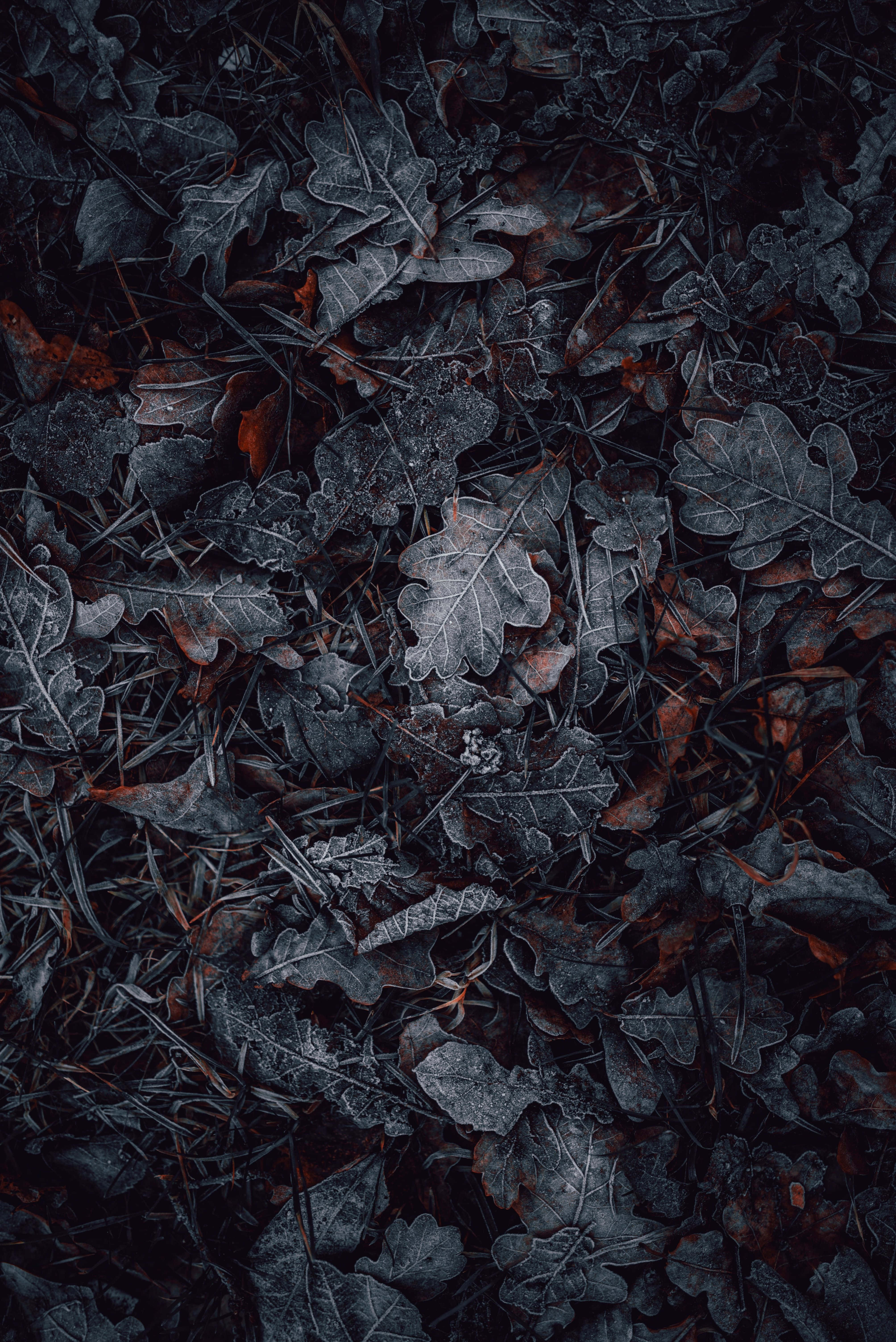 炭黑 - 創意設計不可或缺的對比色 壁紙 — 特寫鏡頭：深暗陰影中，覆蓋霜凍的橡樹葉和松針，帶有淡淡的鏽紅色。