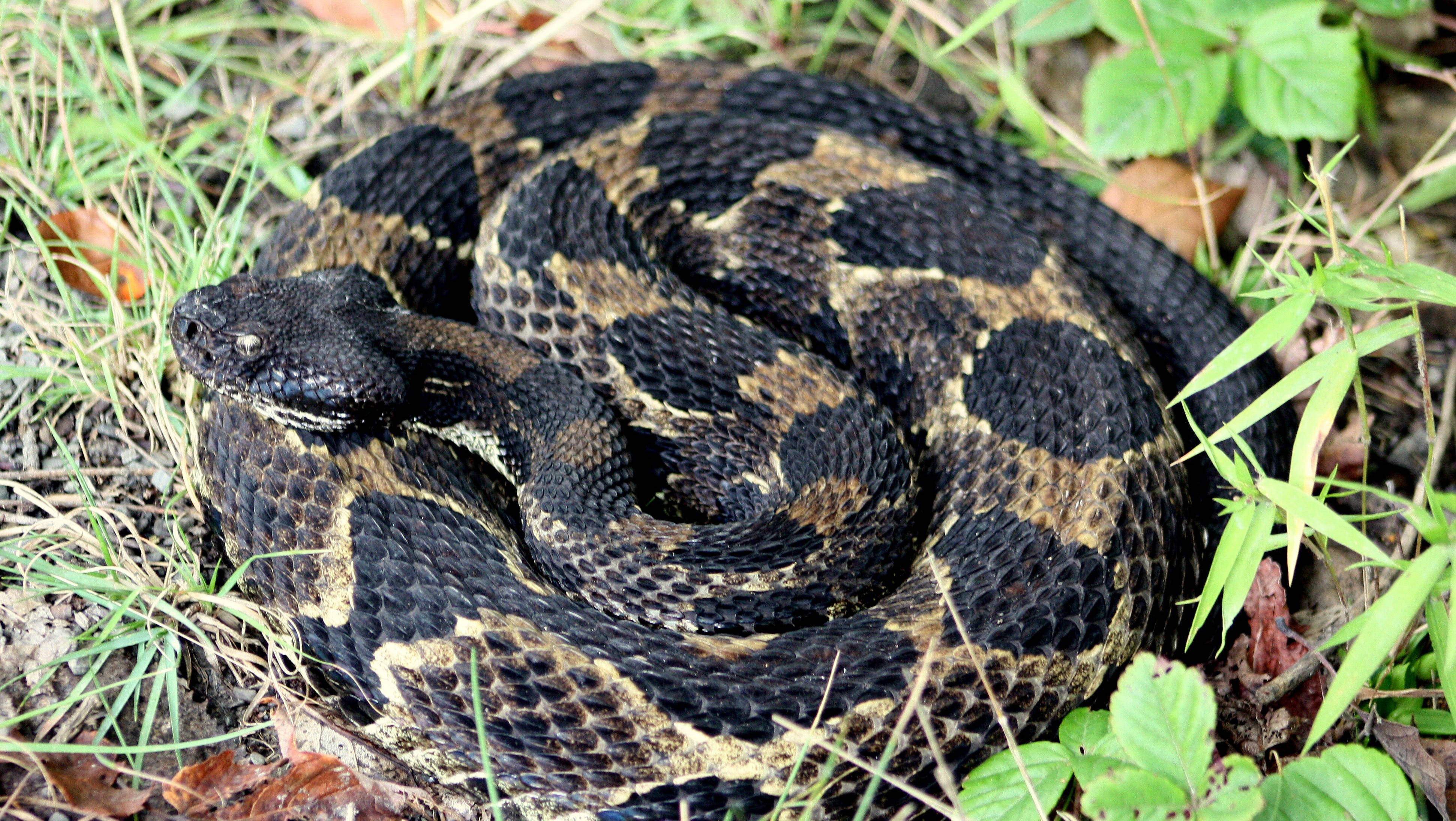 炭黑色棕色的 Timber Rattler 蛇 壁紙 — 一條盤繞的黑色和棕褐色圖案蛇偽裝在綠草和落葉中休息。