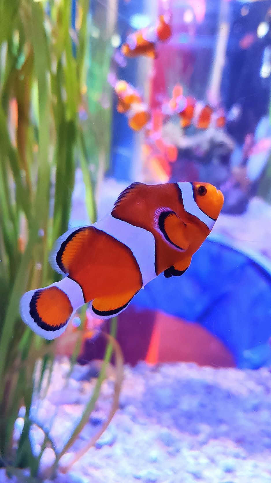 橙色小丑魚在藍色燈光的水族箱中游近綠色海藻。
