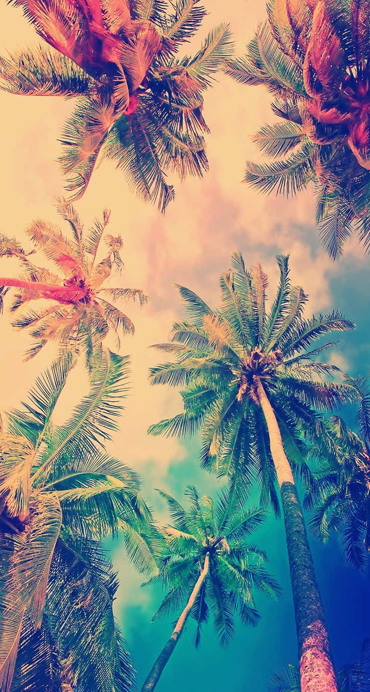 熱帶棕櫚樹伸入帶有雲朵的多彩天空。