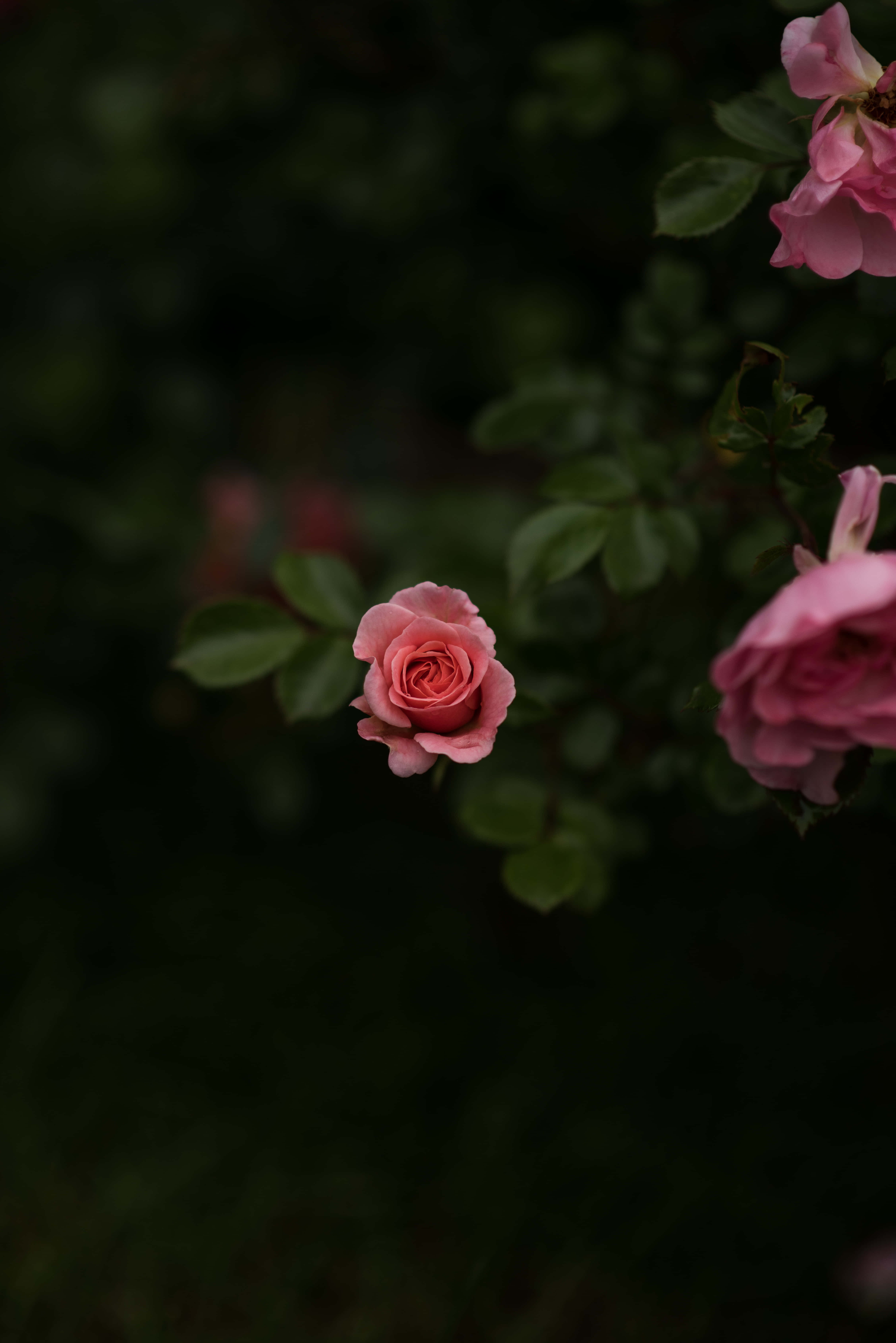 為你的iPhone增添歡愉花語 壁紙 — 一朵精緻的粉紅玫瑰在黑暗模糊的花園背景下，伴隨著茂盛的綠葉，柔和地綻放。
