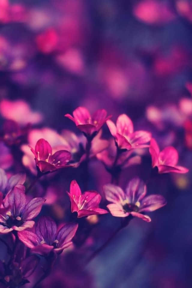 為你的iPhone打造紫色花田壁紙 壁紙 — 充滿活力的粉紅色和紫色花朵在夢幻般的淺景深中柔和綻放，色彩飽和度豐富。