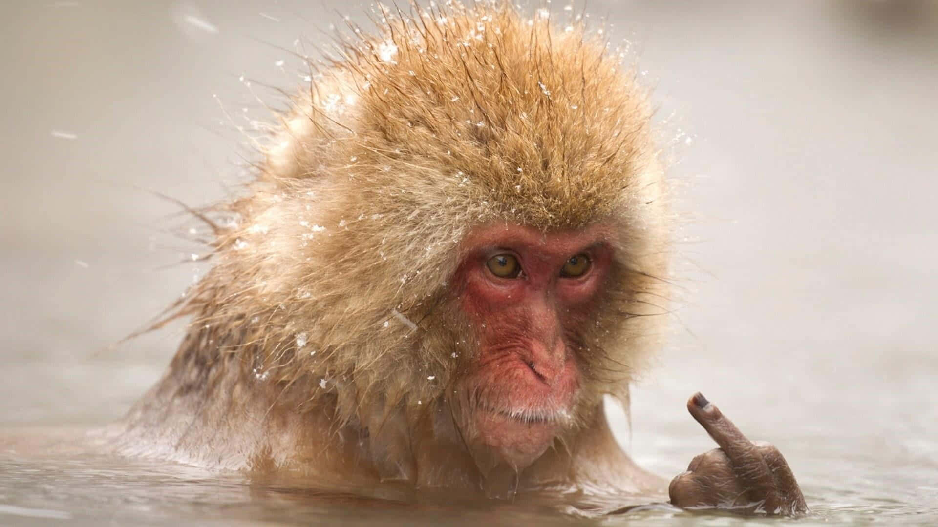 雪猴在溫泉中比中指