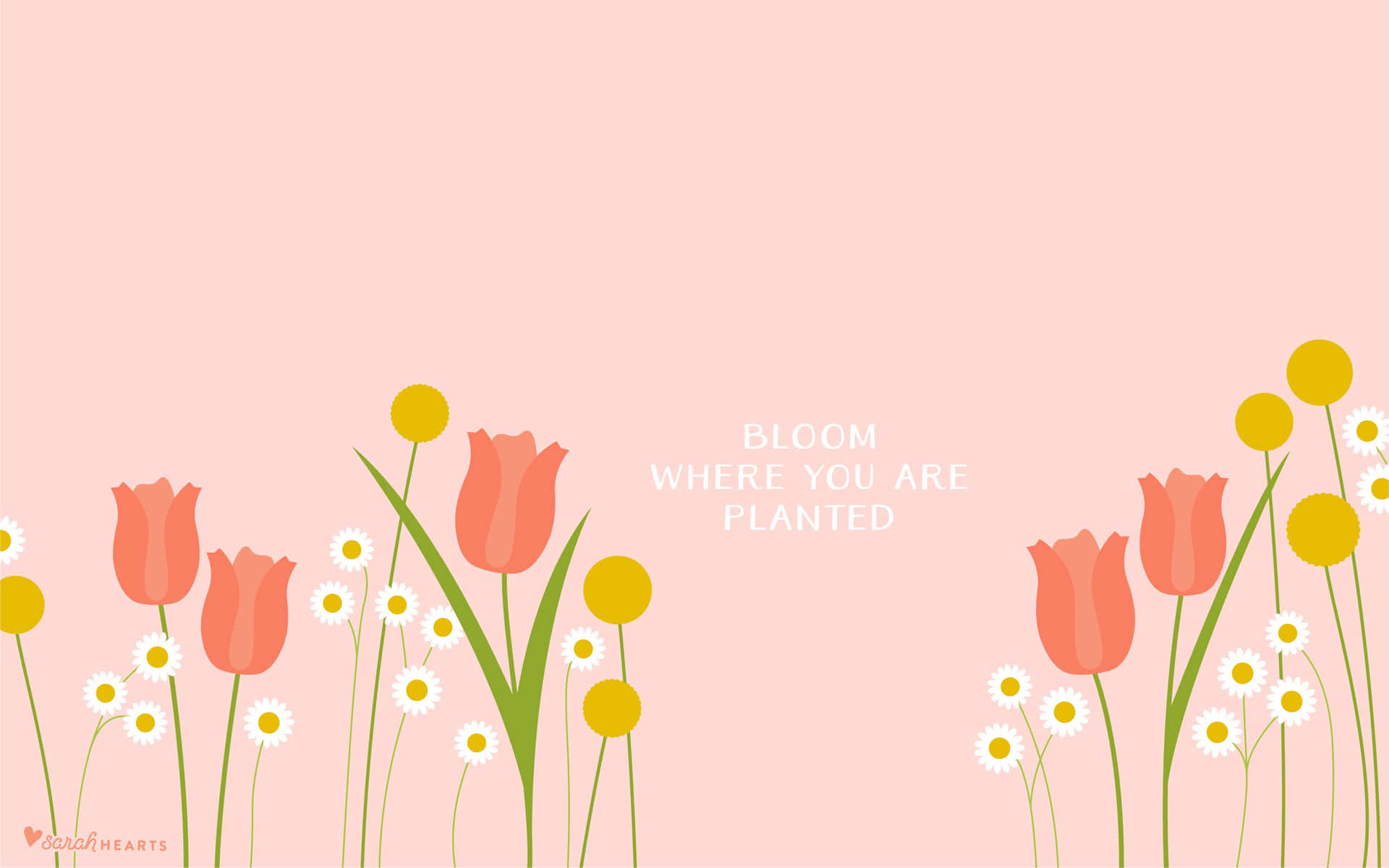 粉紅鬱金香和雛菊，文字在你被種植的地方綻放，在柔和的粉紅色背景上