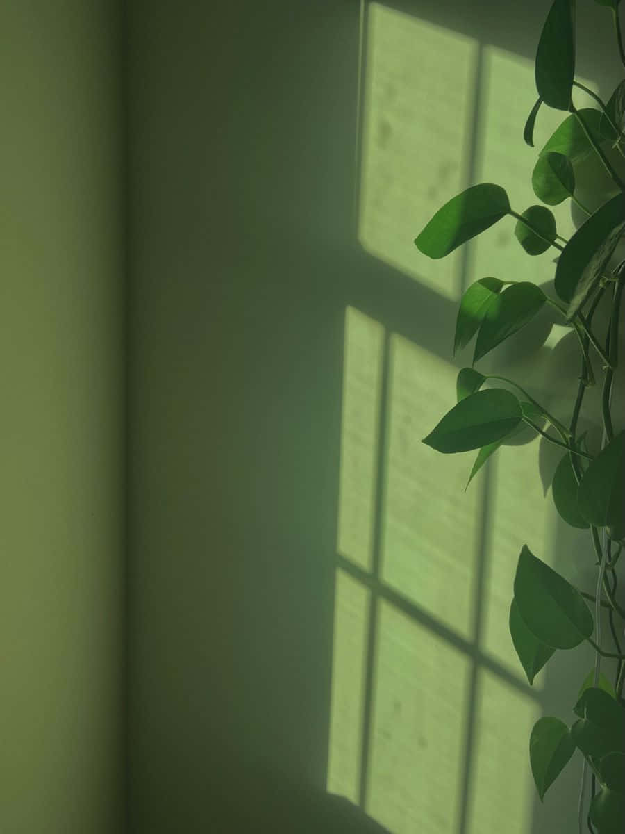 窗邊牆上投下陰影的綠色植物