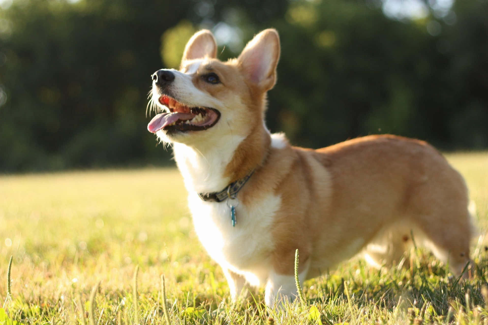 一隻快樂的哥基犬站在草地上伸出舌頭向上看
