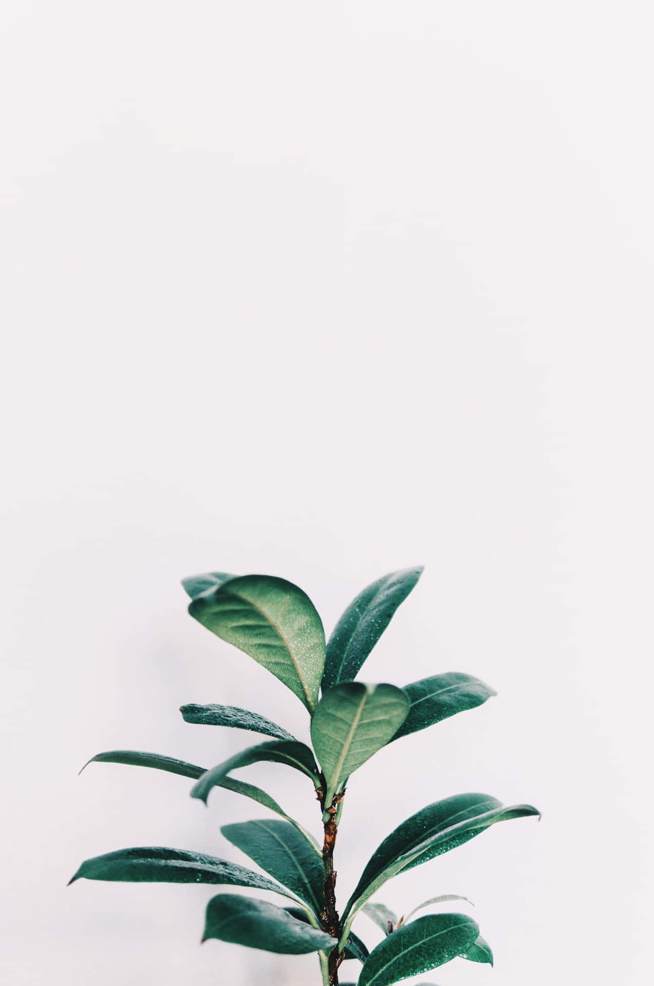白色背景上的綠色葉子植物