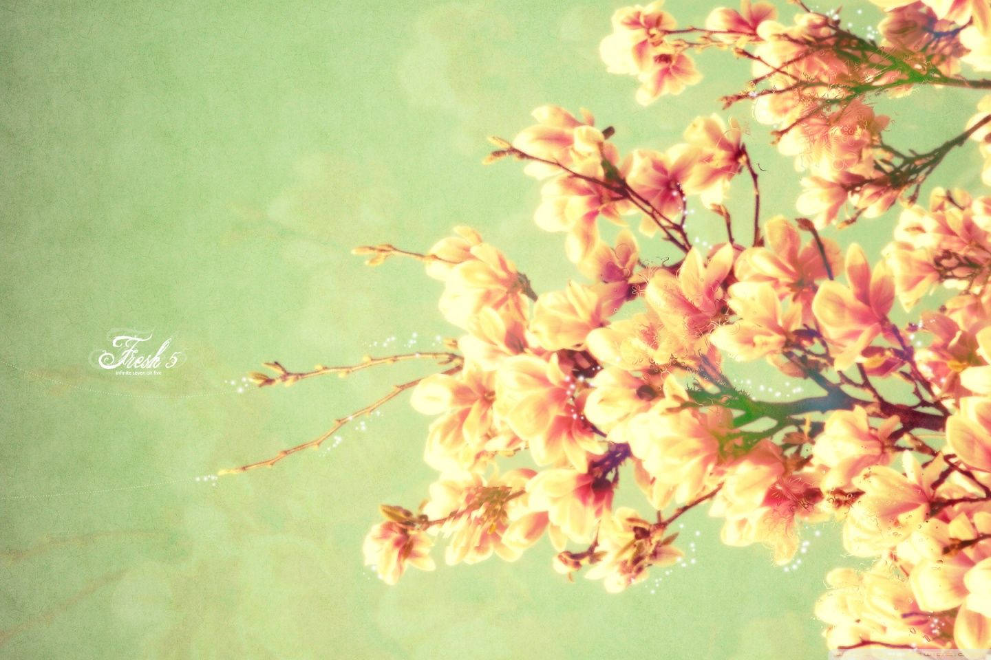 粉紅和黃色的木蘭花在薄荷綠色背景上的樹枝上。 — 春季桌面壁紙 壁紙