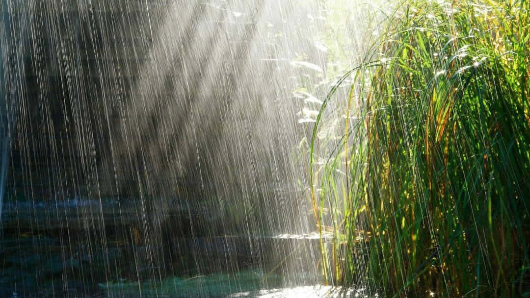 陽光穿過落雨，照在旁邊高大的綠色蘆葦和黑暗的水面上。