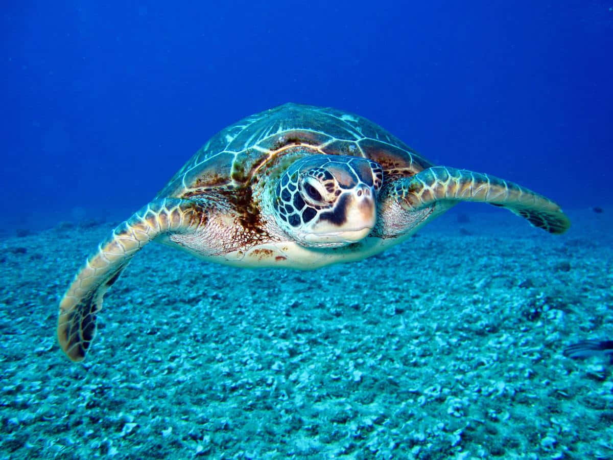 綠海龜在清澈的藍色海水中游過珊瑚礁