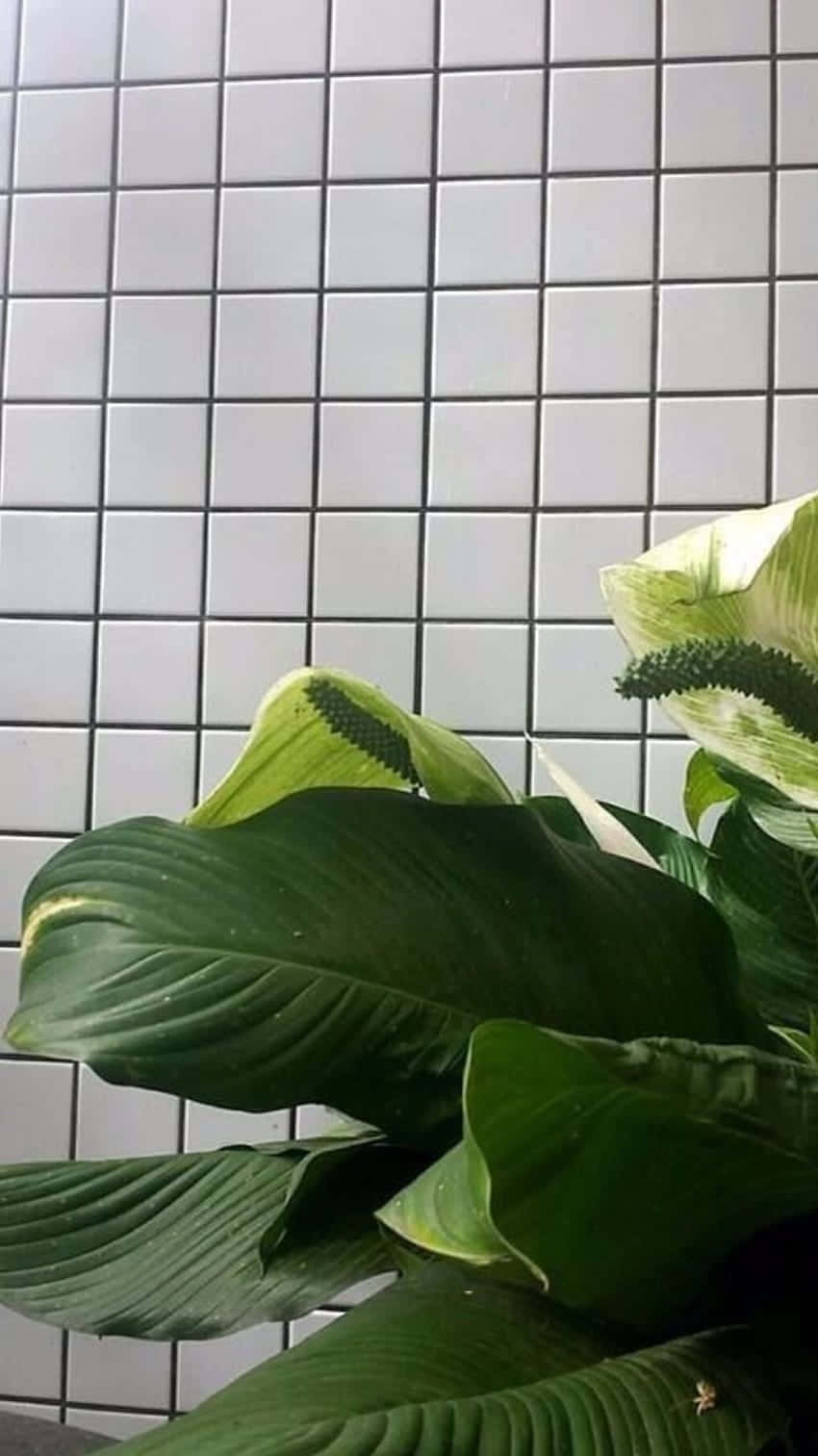 和平百合植物，寬大的綠葉襯托著白色瓷磚牆。