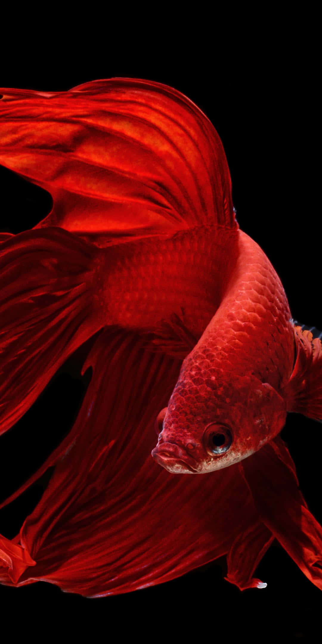 為您的 Pixel 3 帶來趣味水族館主題背景 壁紙 — 一條鮮紅色的鬥魚，擁有流暢的魚鰭，在純黑色背景下優雅地游動。