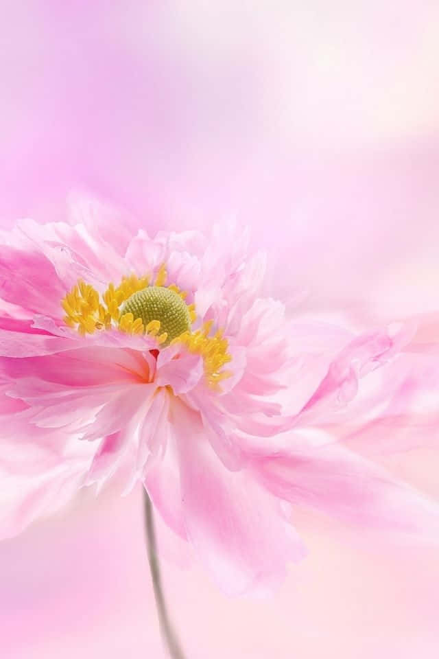 為您的iPhone注入活力的鮮豔花朵 壁紙 — 一朵柔和的粉紅色牡丹，花瓣細膩，花心黃色，在夢幻般的粉彩粉紅背景中綻放。