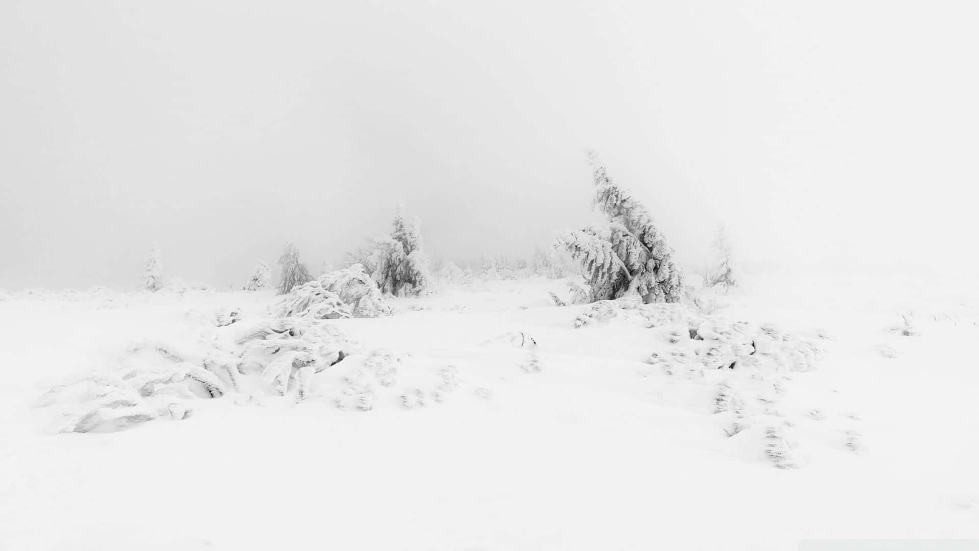 霧濛濛的冬日景觀中，白雪覆蓋的樹木和地面。