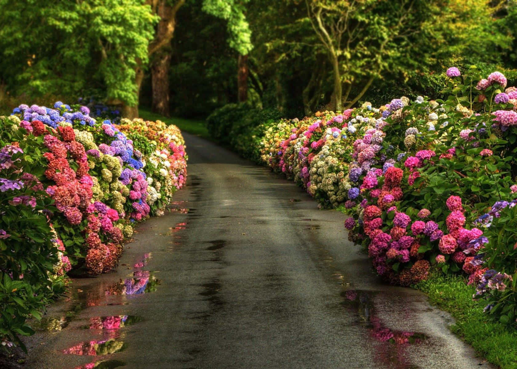 為您的家居打造美麗現代的車道 壁紙 — 一條潮濕的花園小徑，兩旁種滿了充滿活力的粉紅色、紫色和白色繡球花，在斑駁的陽光下反射出色彩繽紛的花朵。