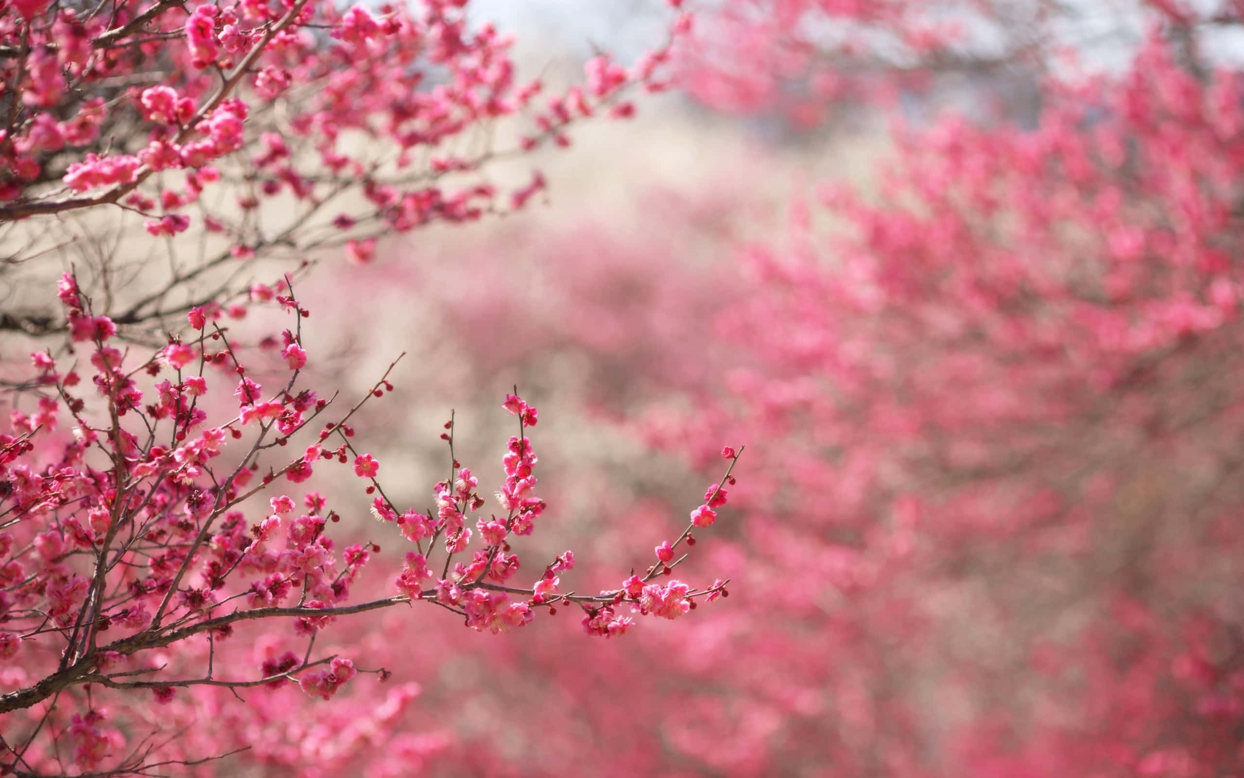 為您的工作空間增添美感，選擇 Sakura PC！ 壁紙 — 鮮豔的粉紅色櫻花在纖細的樹枝上密集綻放，背景柔和模糊。