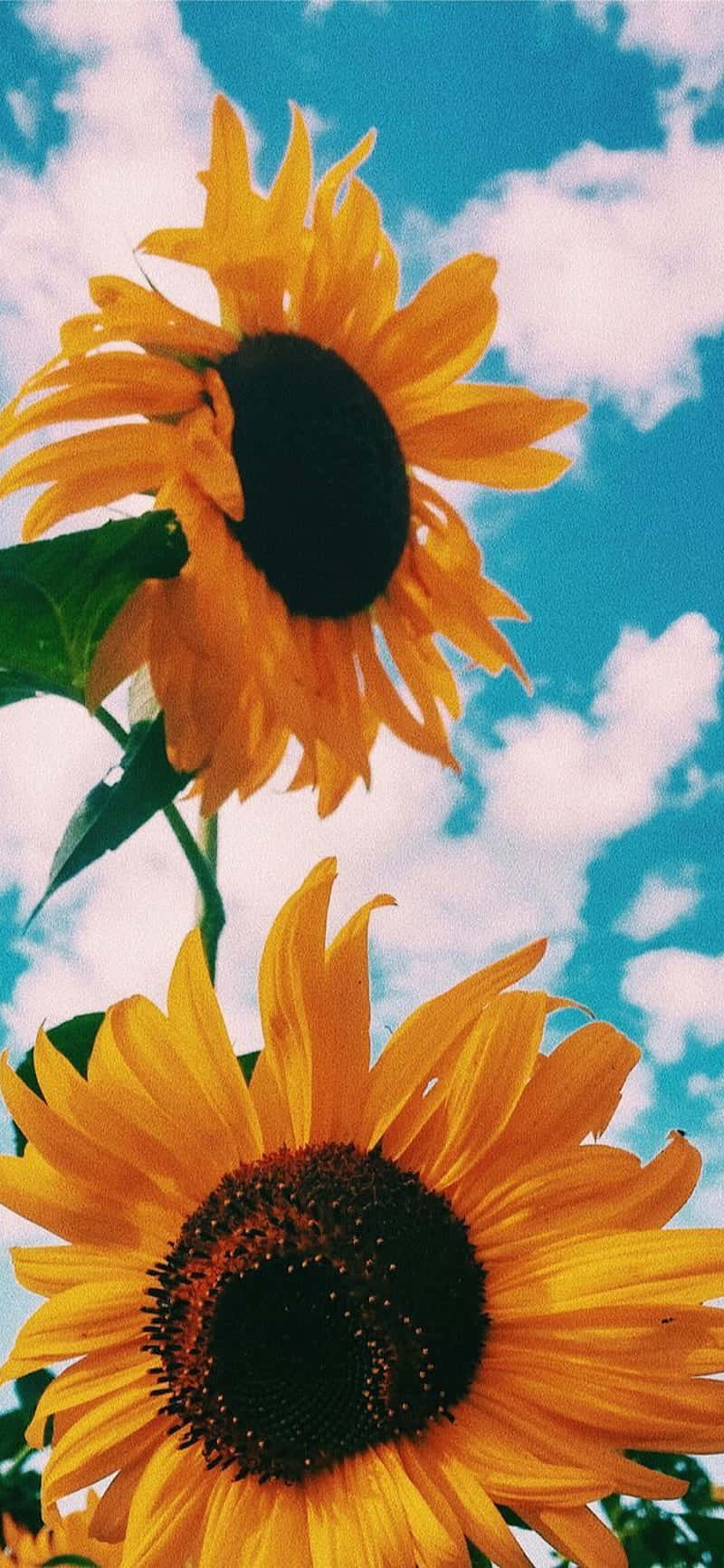 兩朵向日葵在藍天白雲中向上綻放。