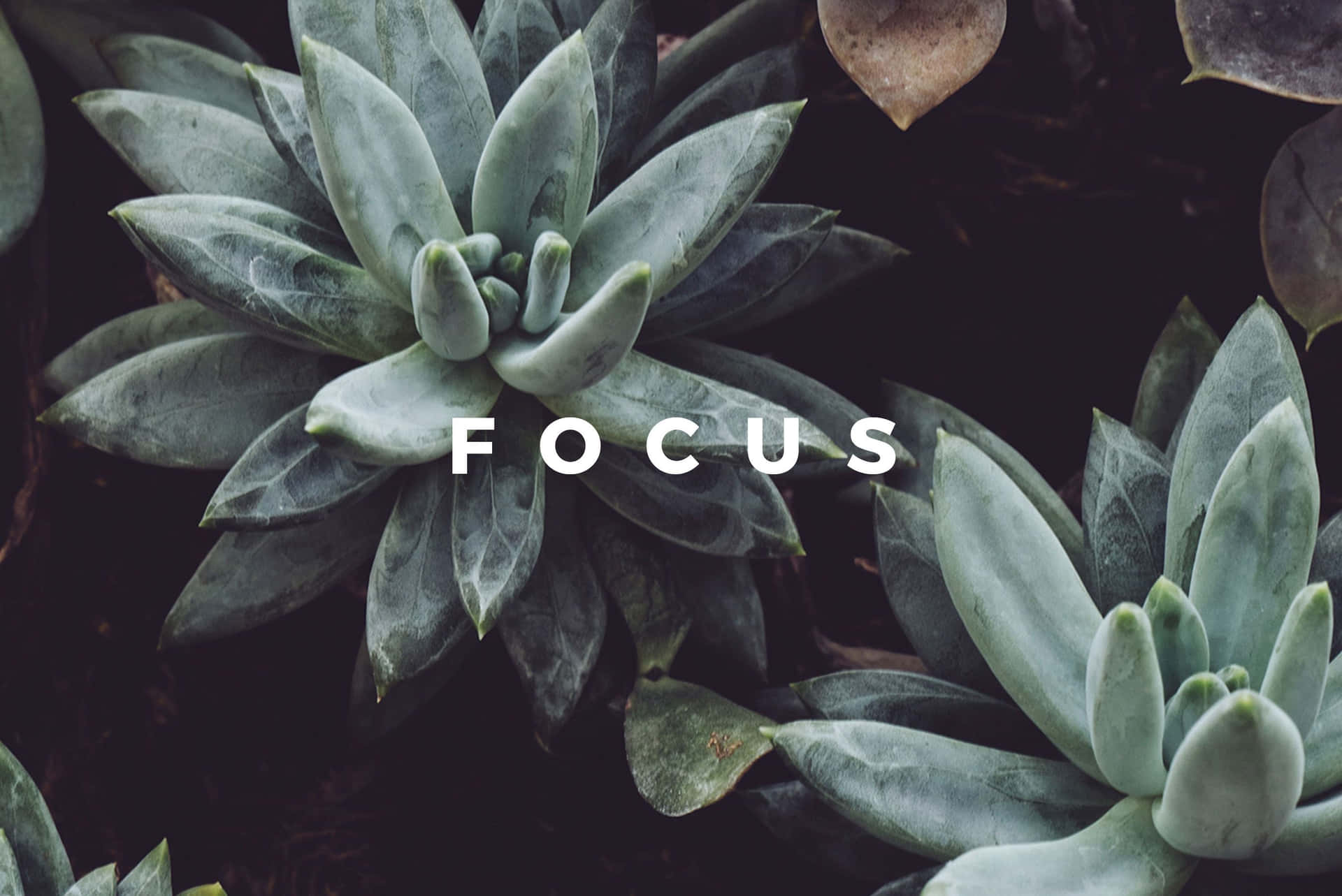 帶有白色文字「focus」疊加的多肉植物。