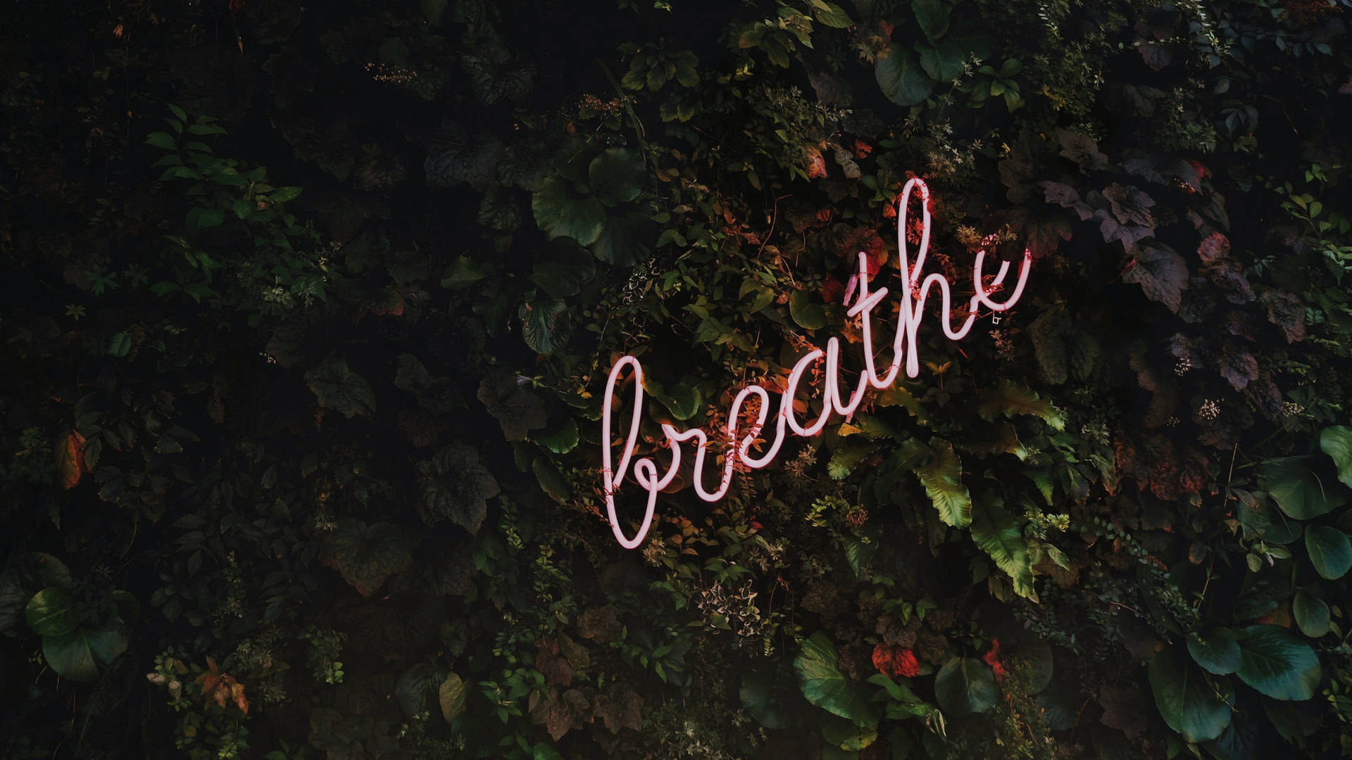 粉紅色霓虹燈牌，上面寫著 breathe，背景是深色樹葉牆。