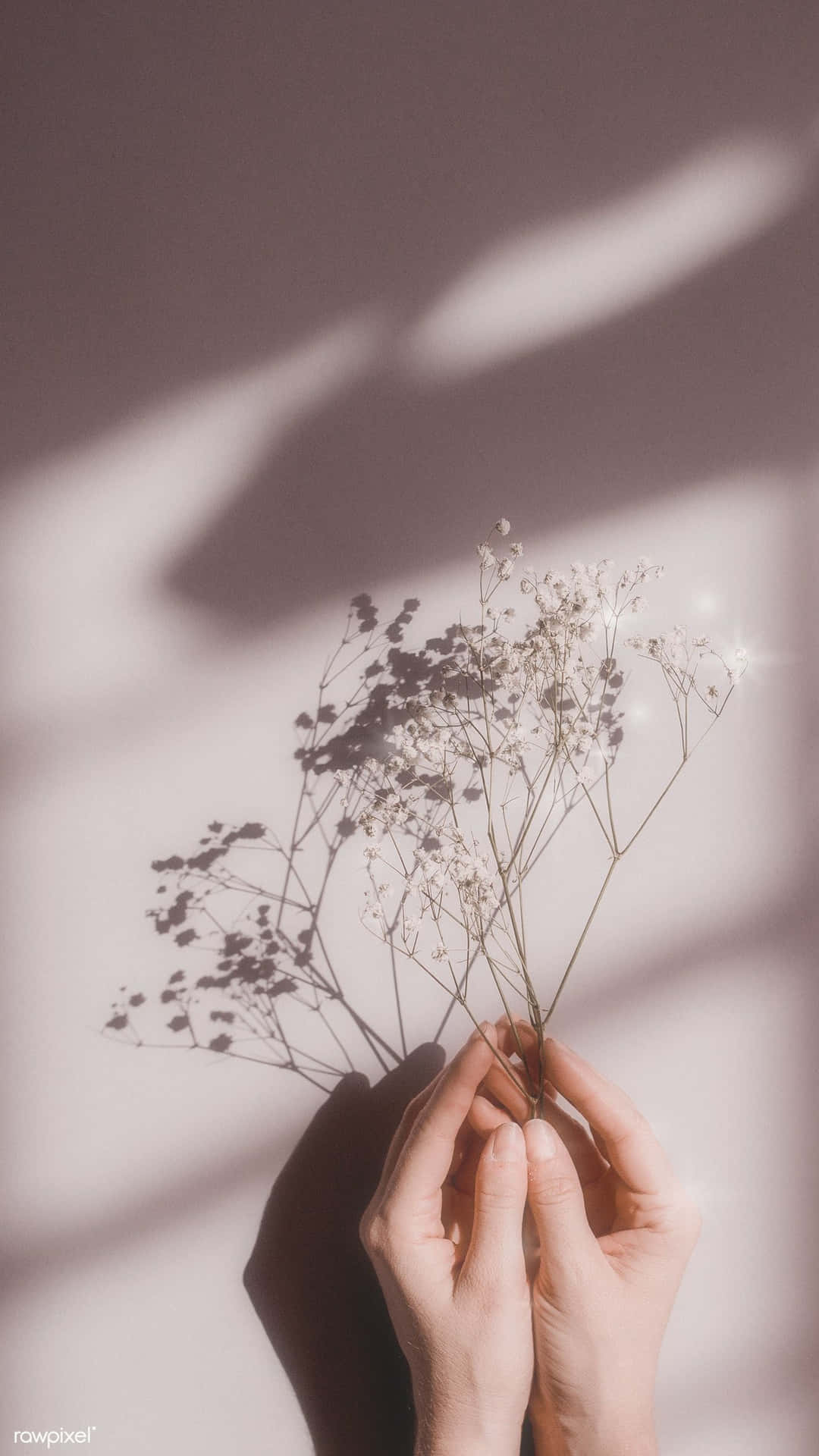 雙手捧著乾燥滿天星花朵，牆上有柔和的陰影。